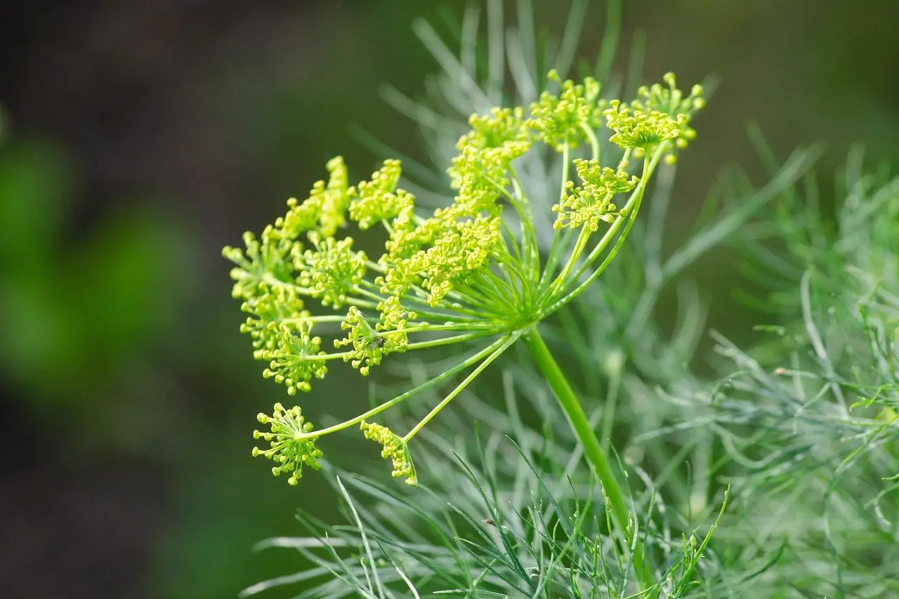 Dill herb plant