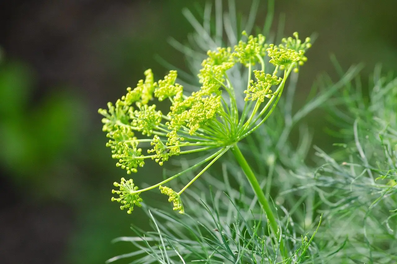 Dill herb plant