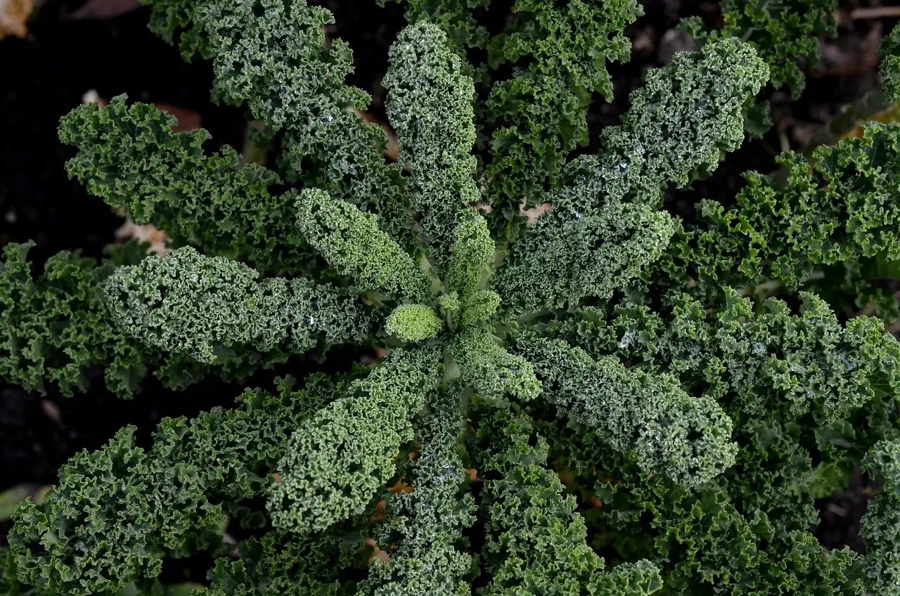 Kale leaves garden