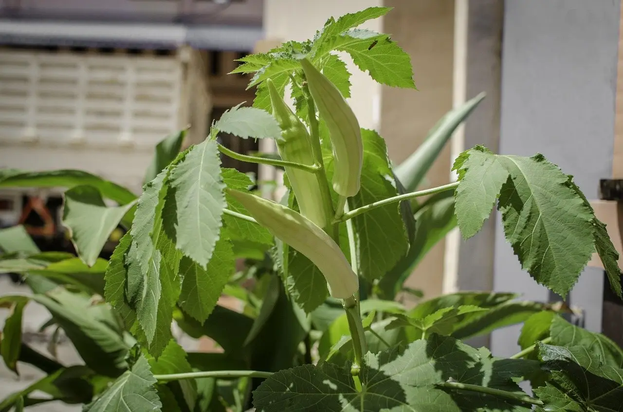 Okra pods plant
