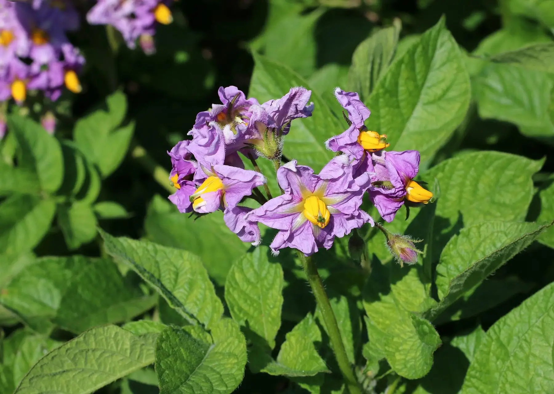Purple potato flowers in bloom — the signal that new potatoes are forming below