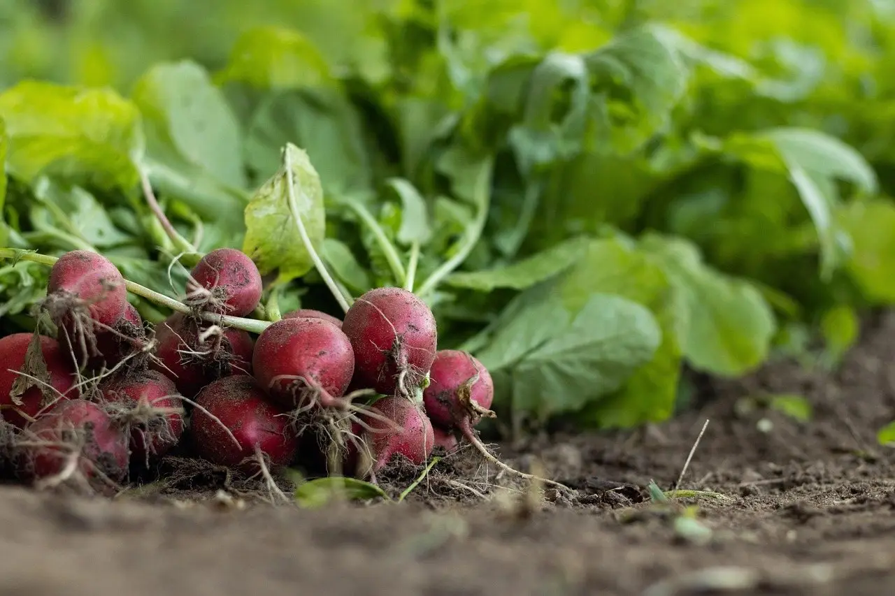 Radish harvest