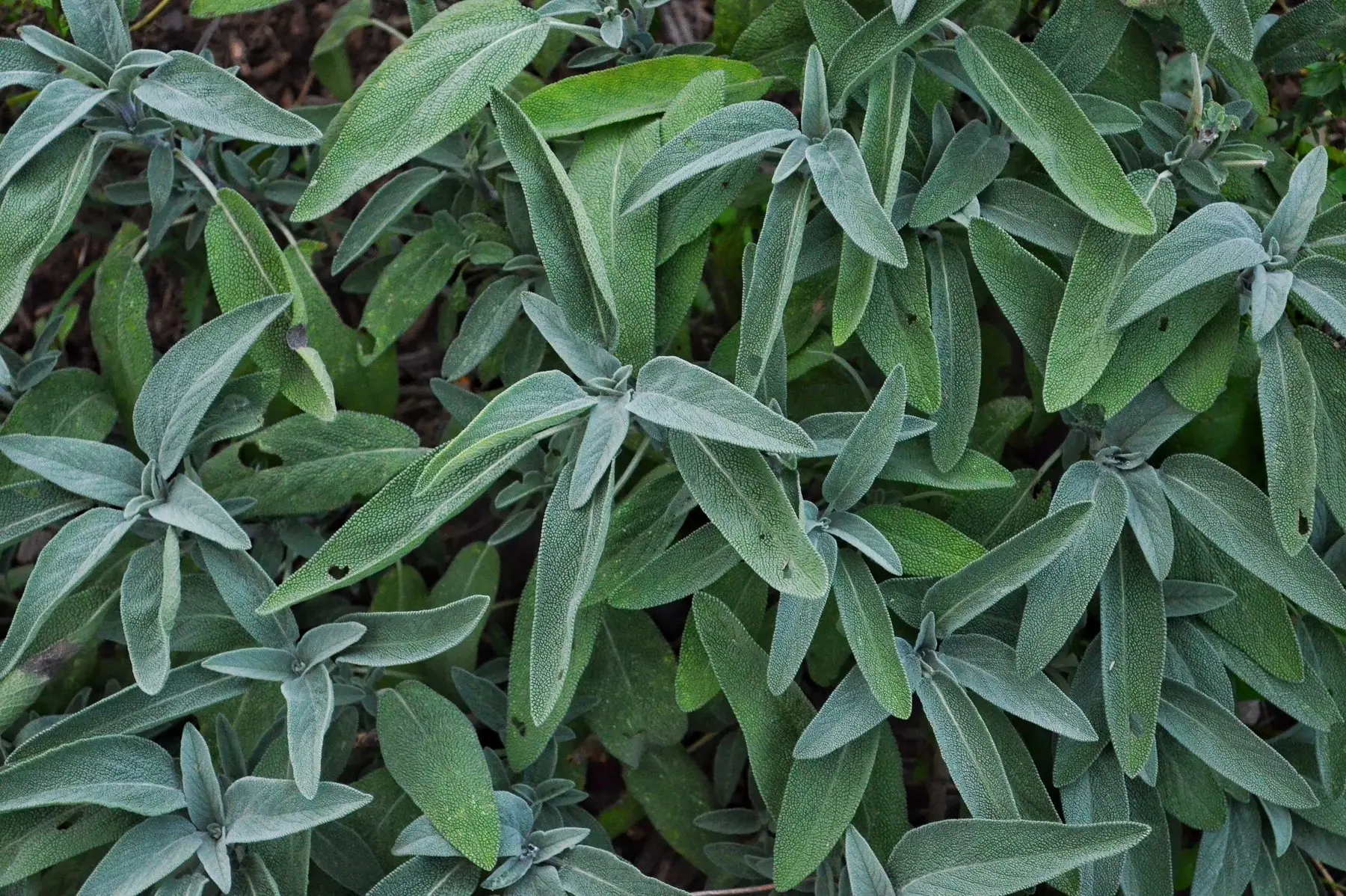 A dense mat of common sage, grey-green pebbled leaves in opposite pairs, ready for cutting