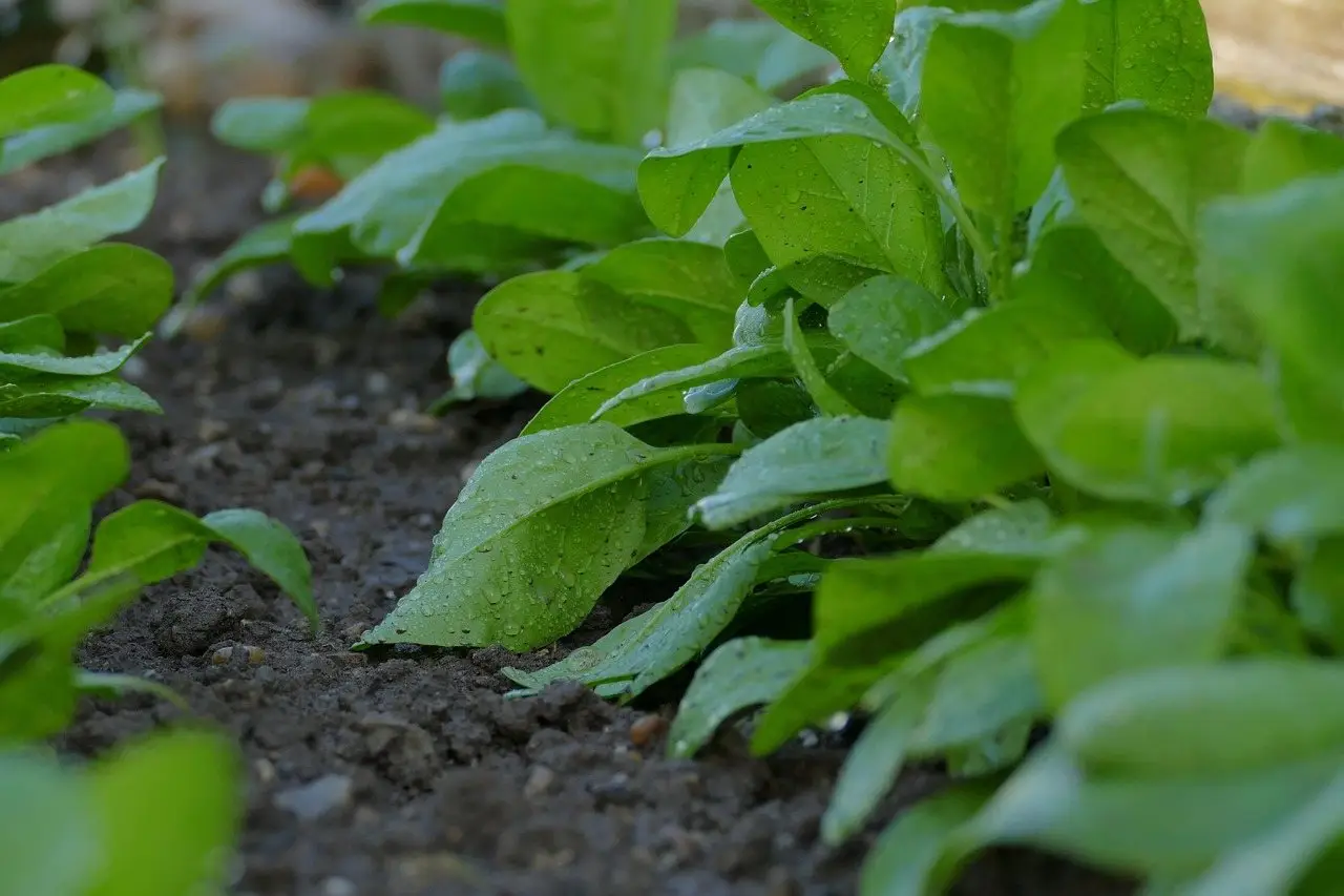 Spinach leaves garden