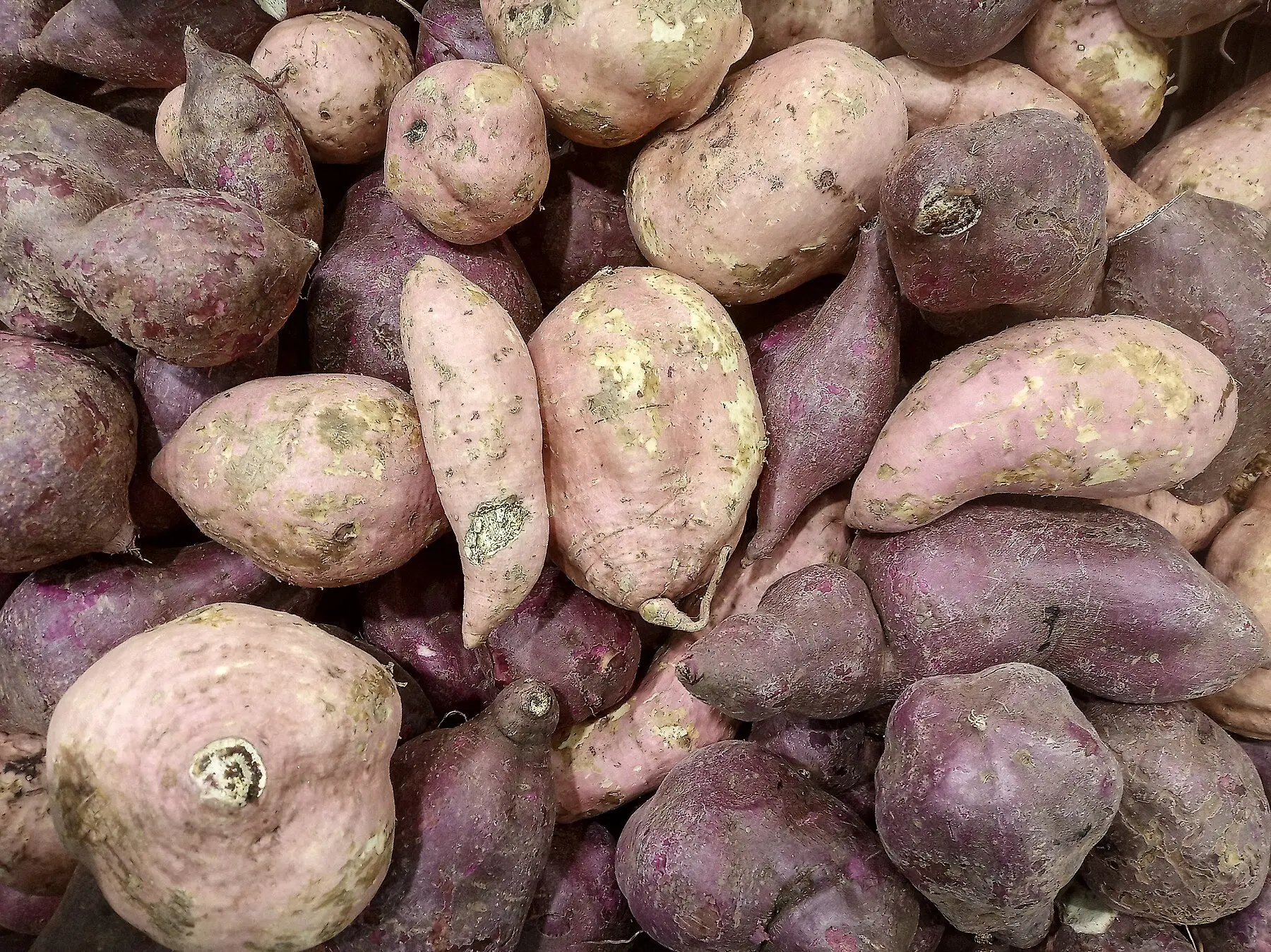 A pile of freshly lifted sweet potato tubers