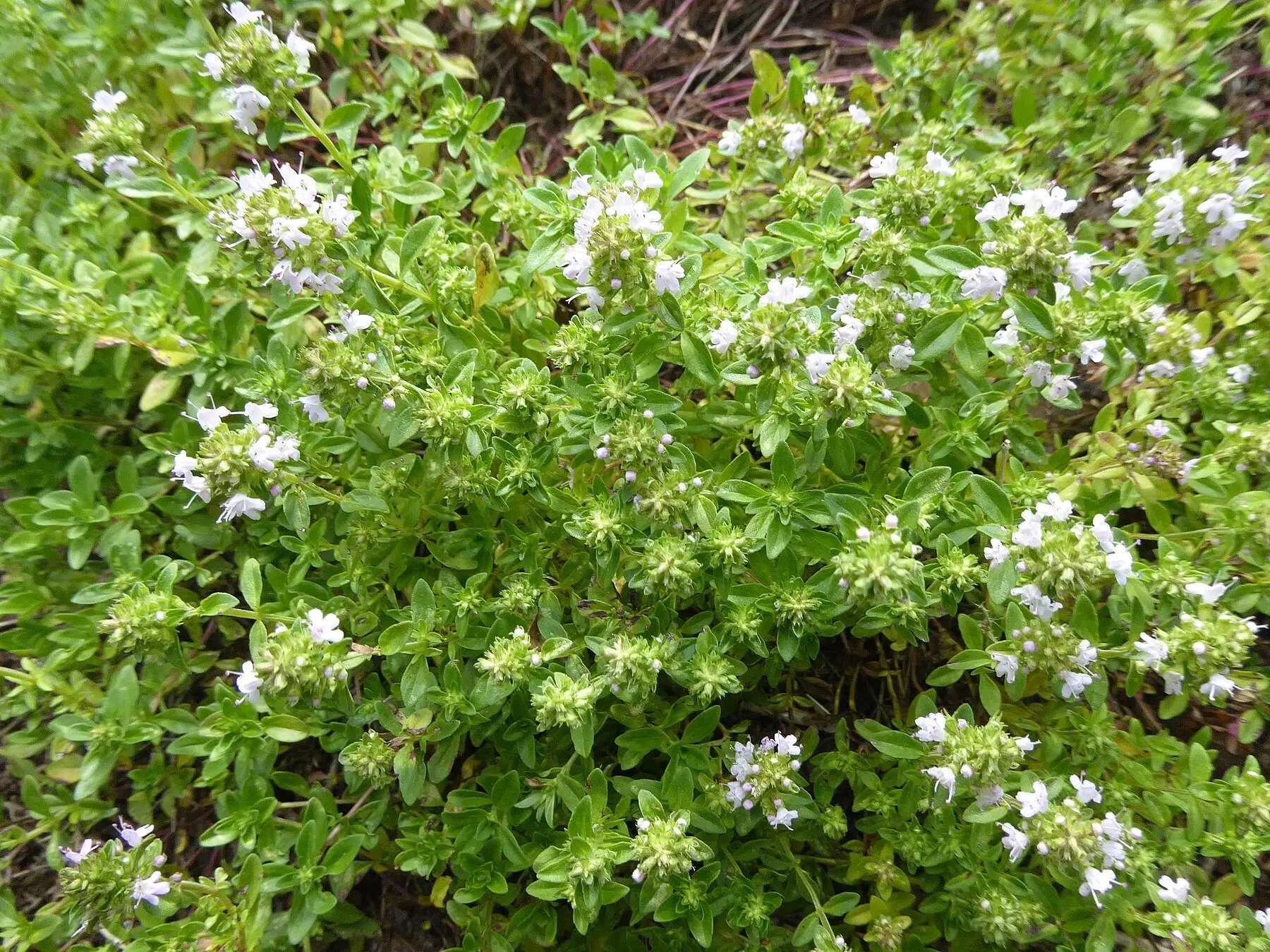 A mat of common thyme with tiny narrow leaves and pale lilac flowers just opening, many buds still closed