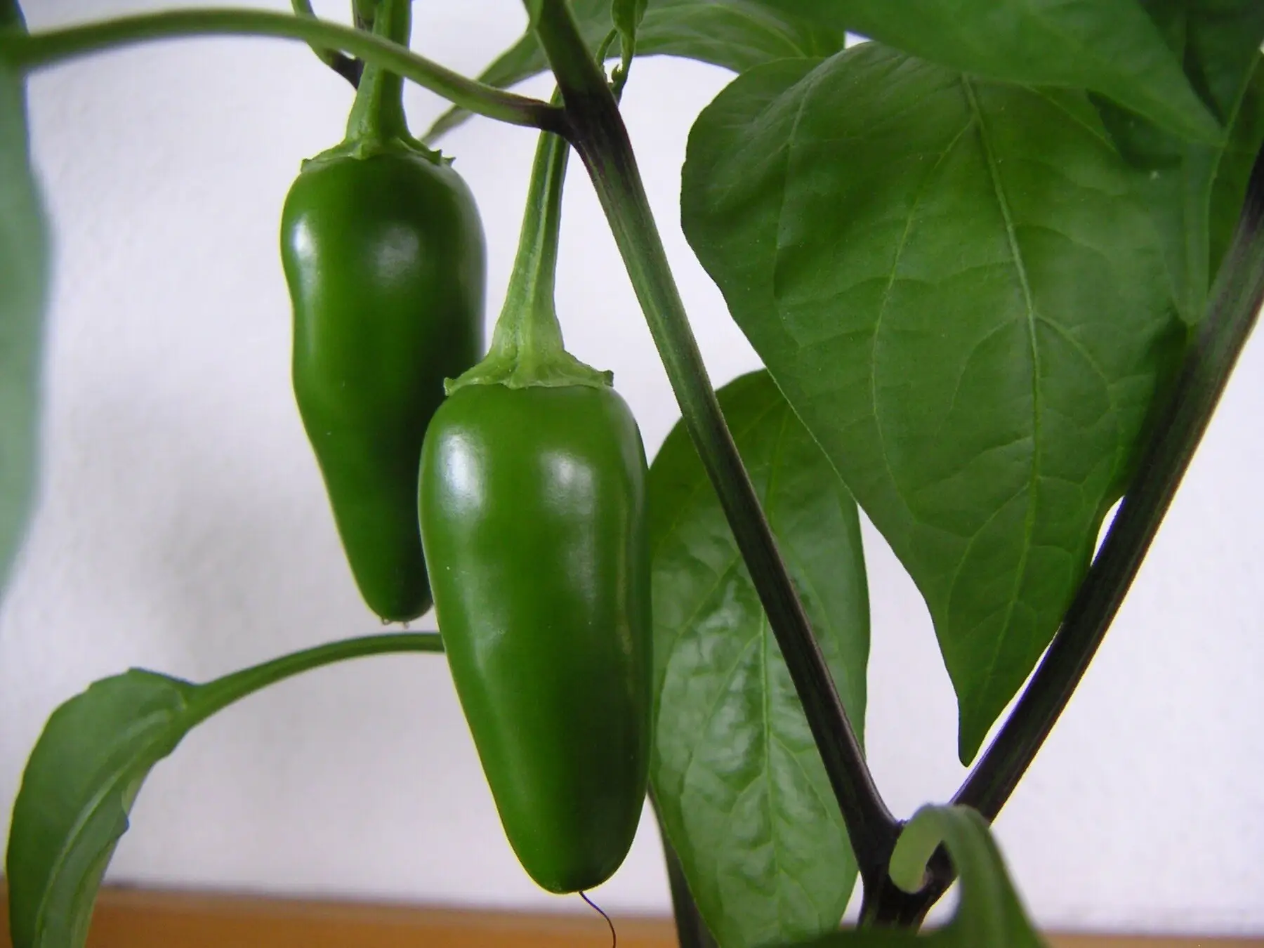 Two full-size green jalapeños hanging on the plant