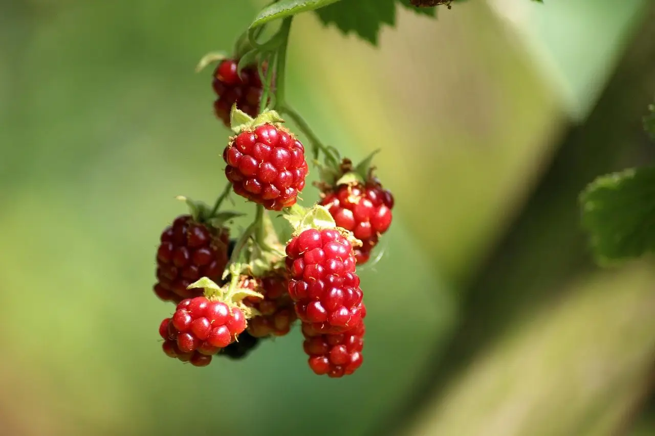 Blackberry bush fruit