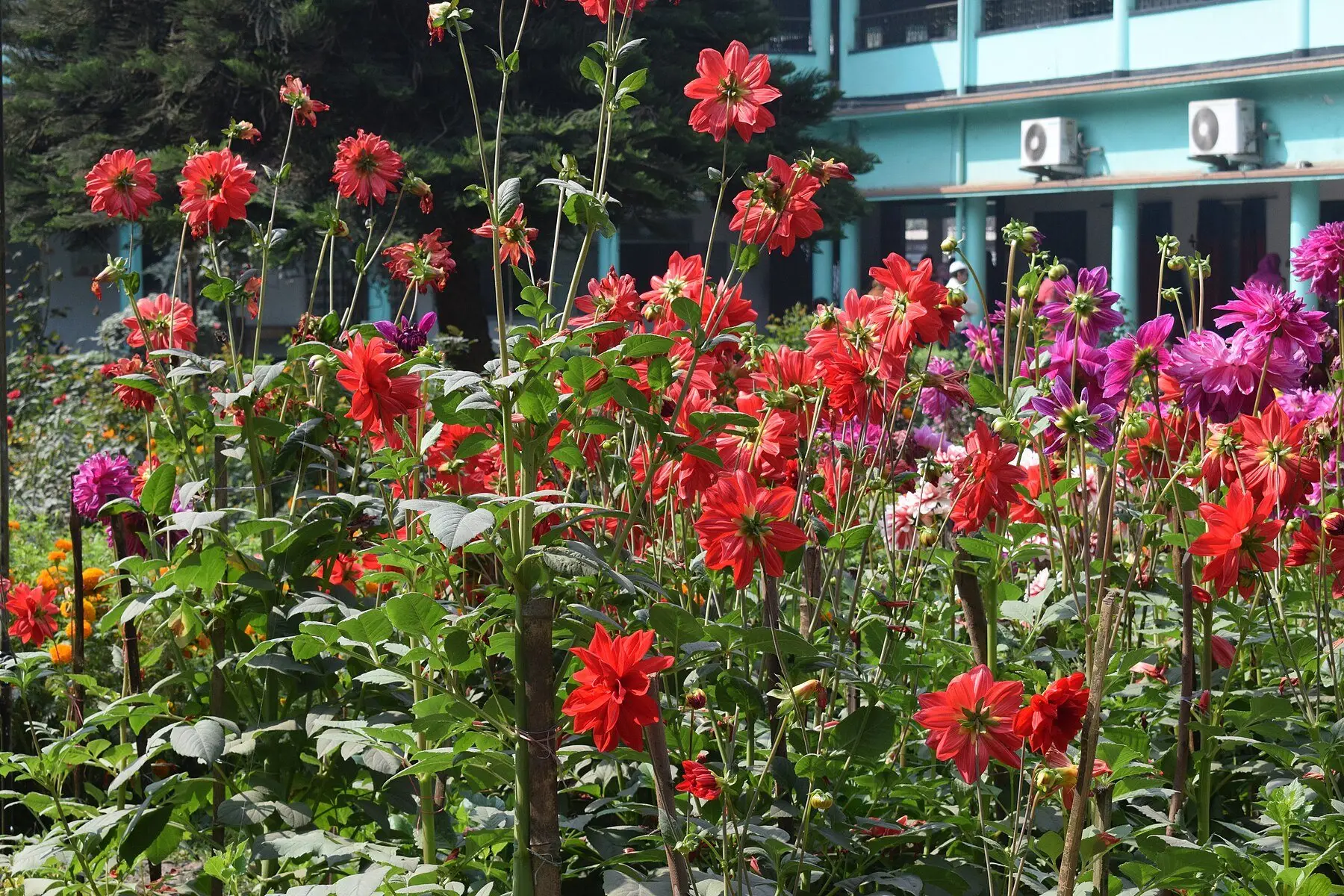 A bed of dahlias in full flower