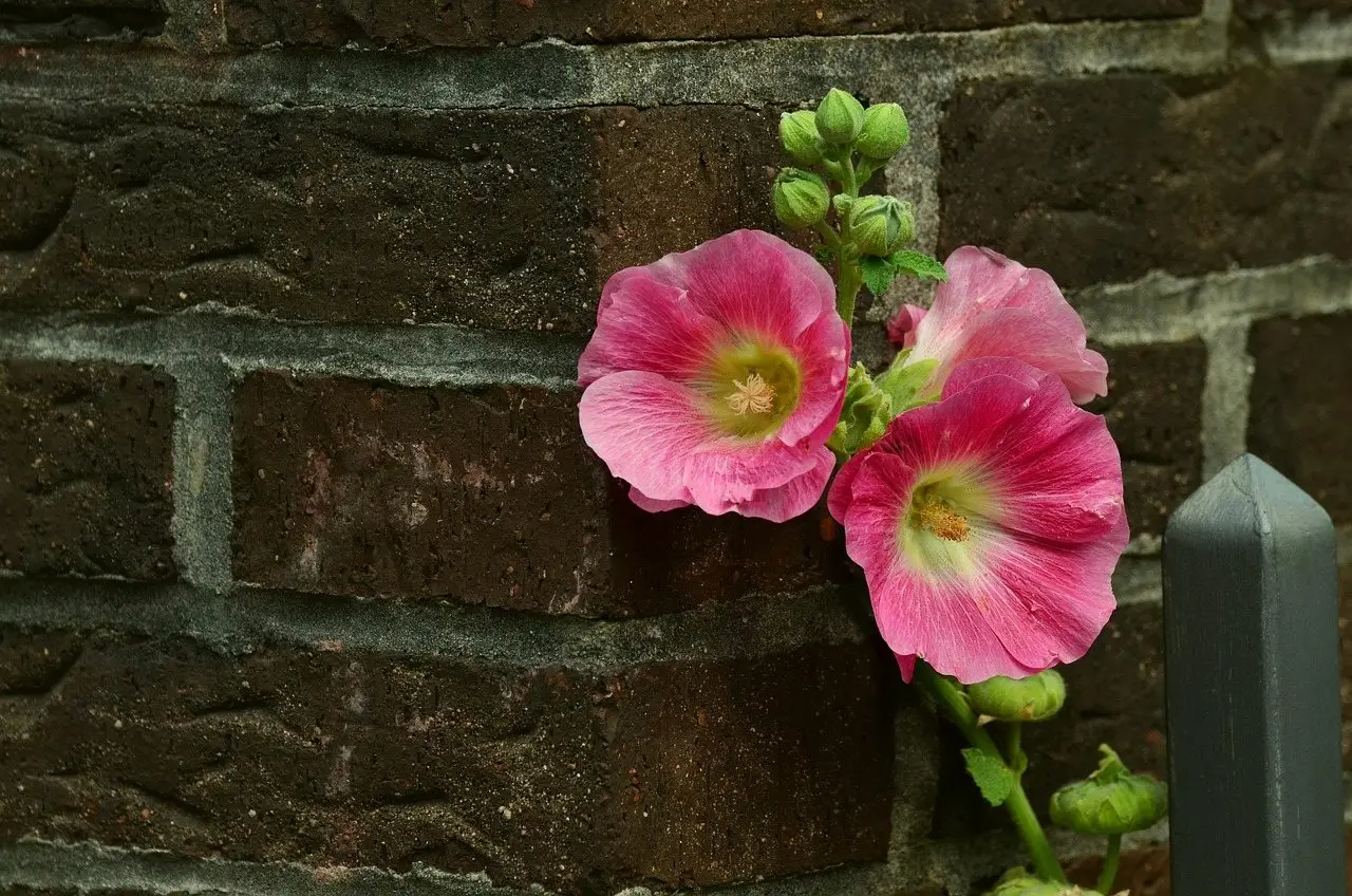 Hollyhock garden wall