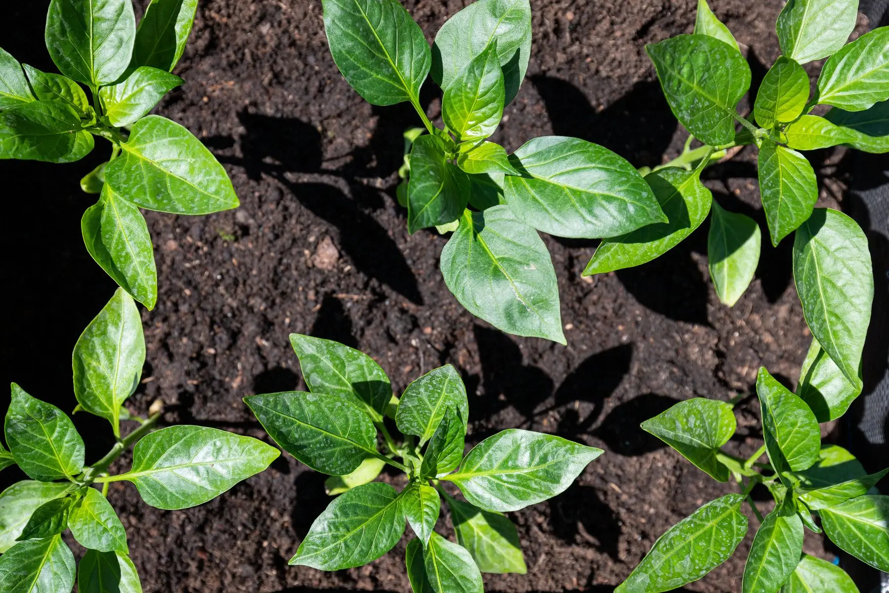 Young pepper transplants newly set out in dark soil, evenly spaced and seen from above