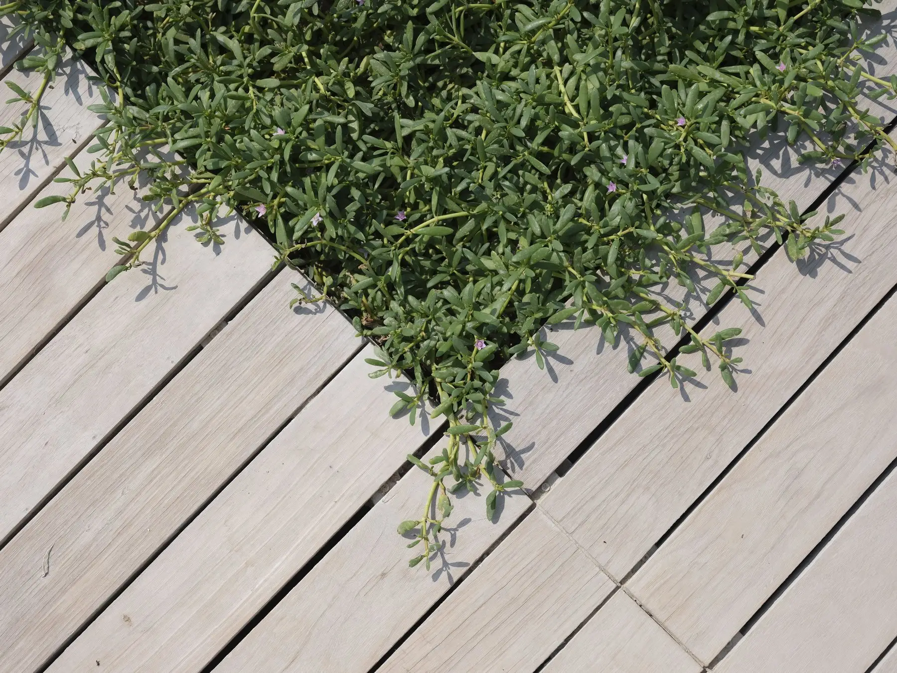 Pale bare timber decking boards, unfinished and unstained, with a planting bed set into them