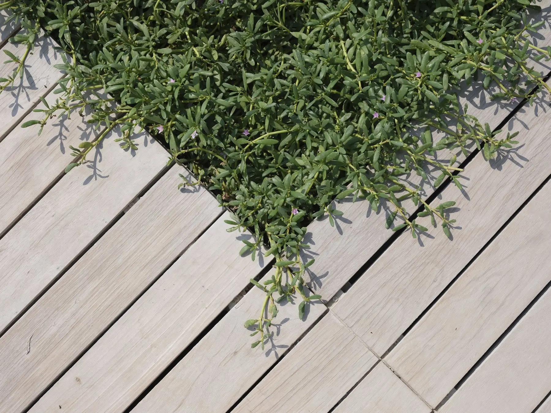 Pale bare timber decking boards, unfinished and unstained, with a planting bed set into them