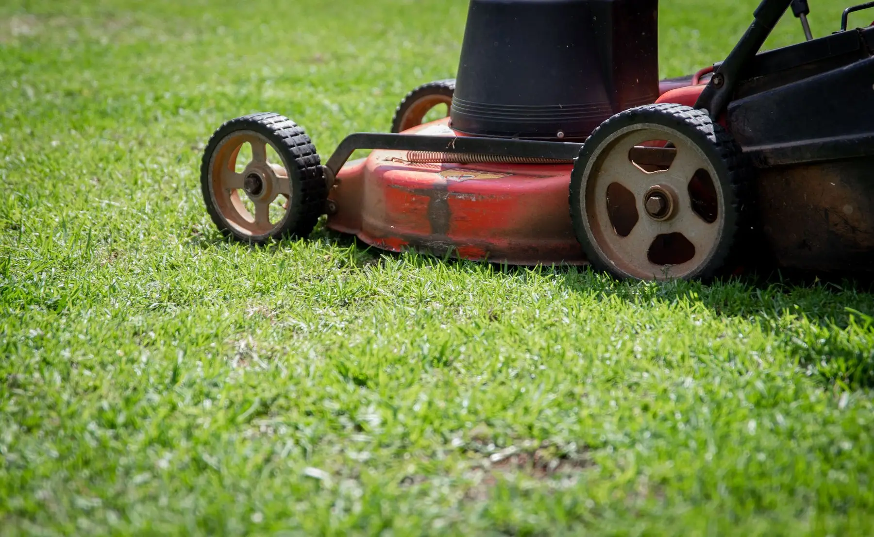 The deck and wheels of a red push mower on freshly cut green grass, loose clippings scattered across the surface