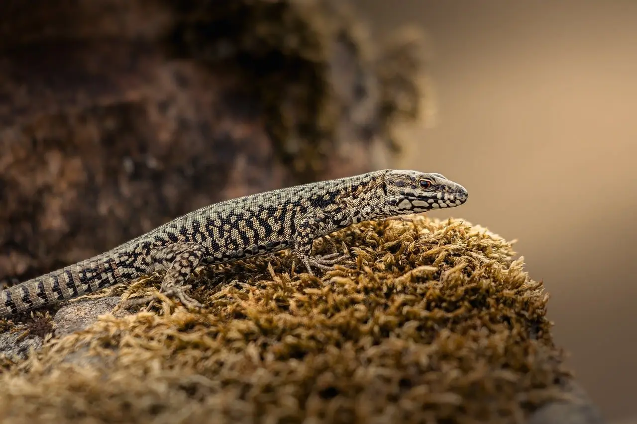 A small lizard basking on moss-covered stone
