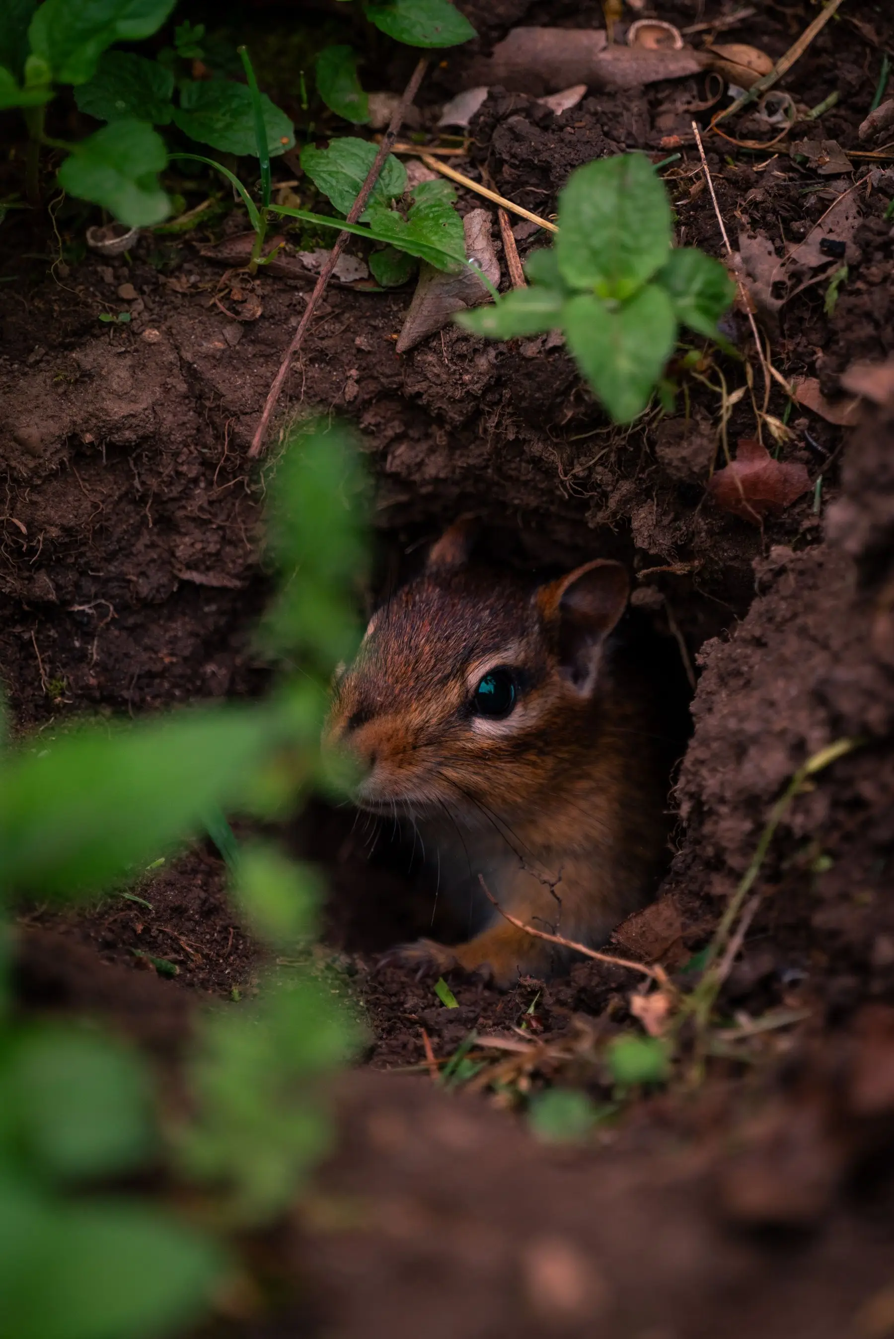 A chipmunk looking out from a burrow entrance dug into bare earth under leaf litter