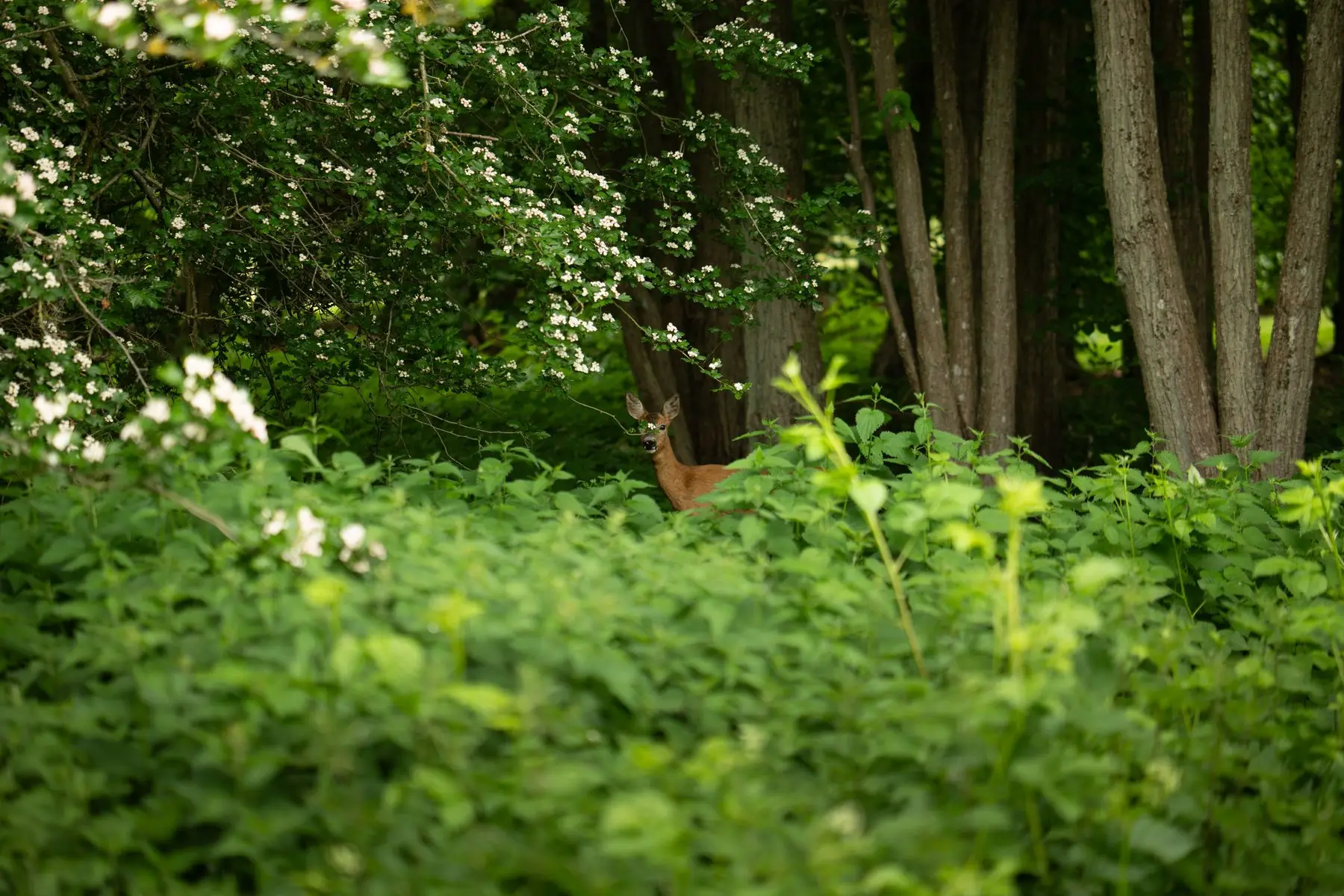 A deer almost entirely hidden in dense summer nettles at a woodland edge, only its head visible above the foliage