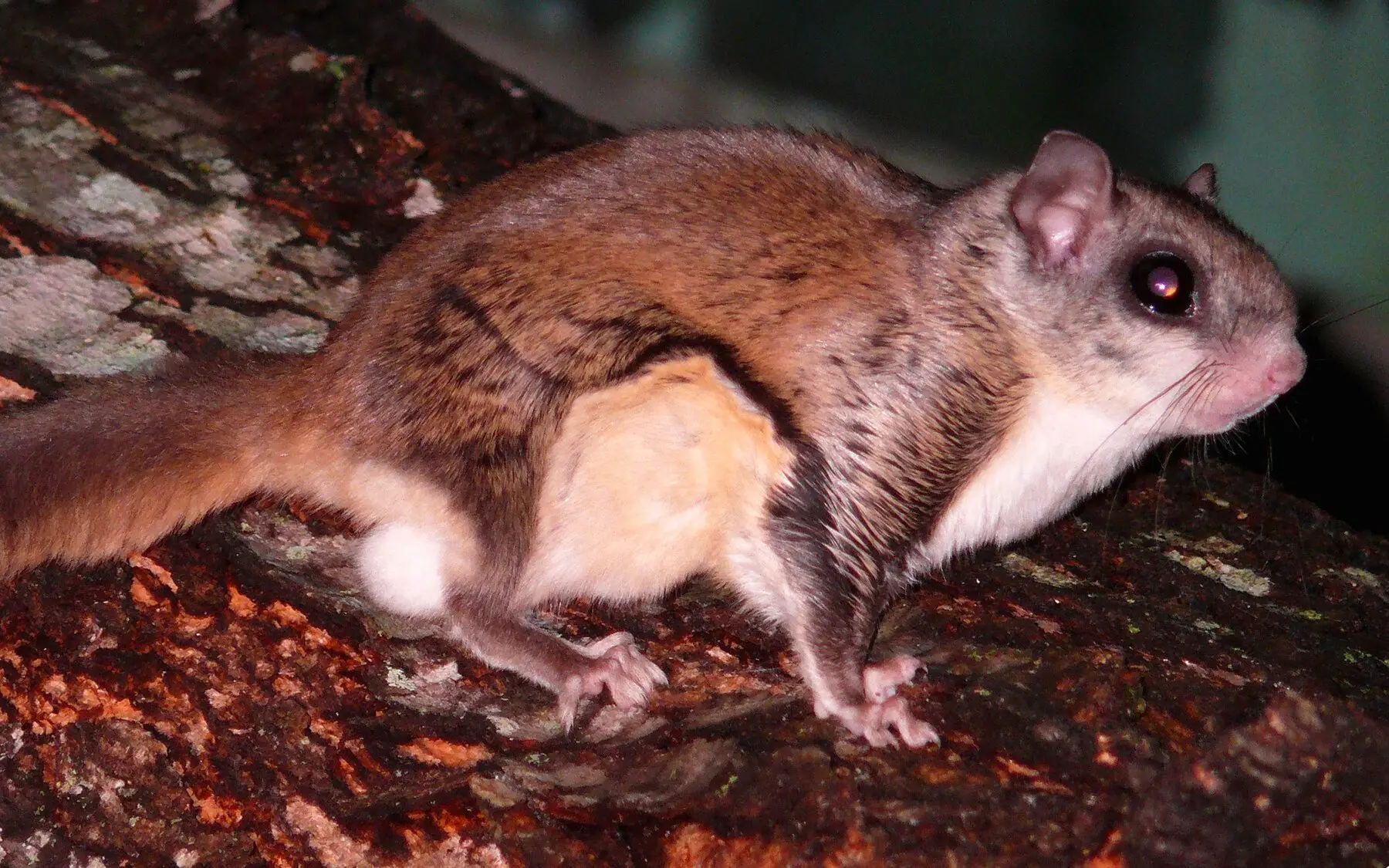 A southern flying squirrel on tree bark at night, its large dark eye catching the light