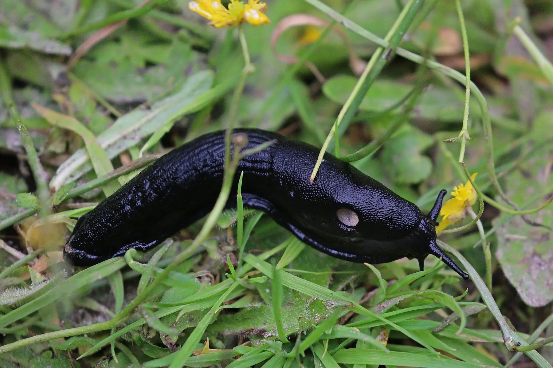 A large black slug moving through damp grass, its breathing pore visible on the mantle