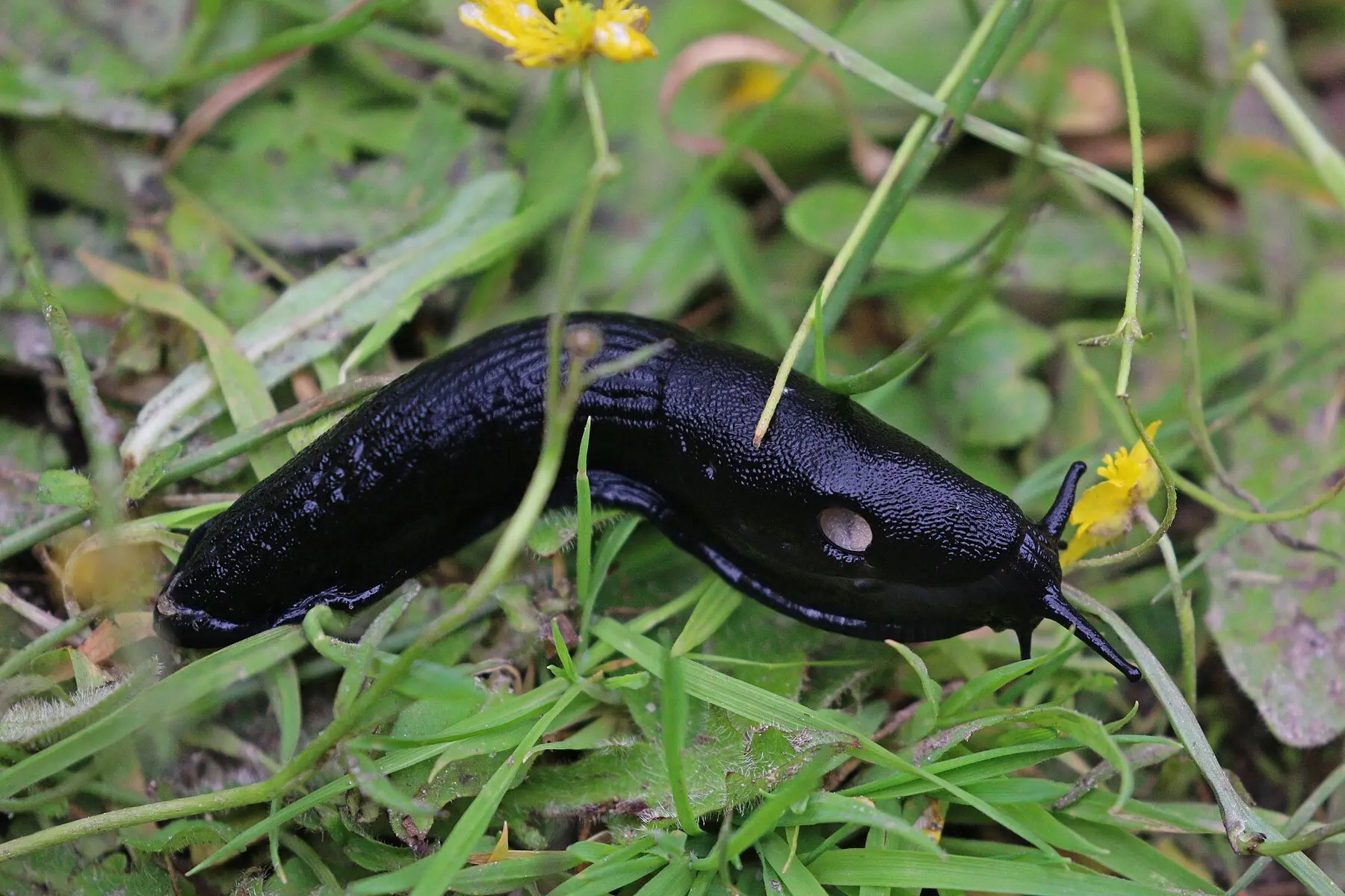 A large black slug moving through damp grass, its breathing pore visible on the mantle