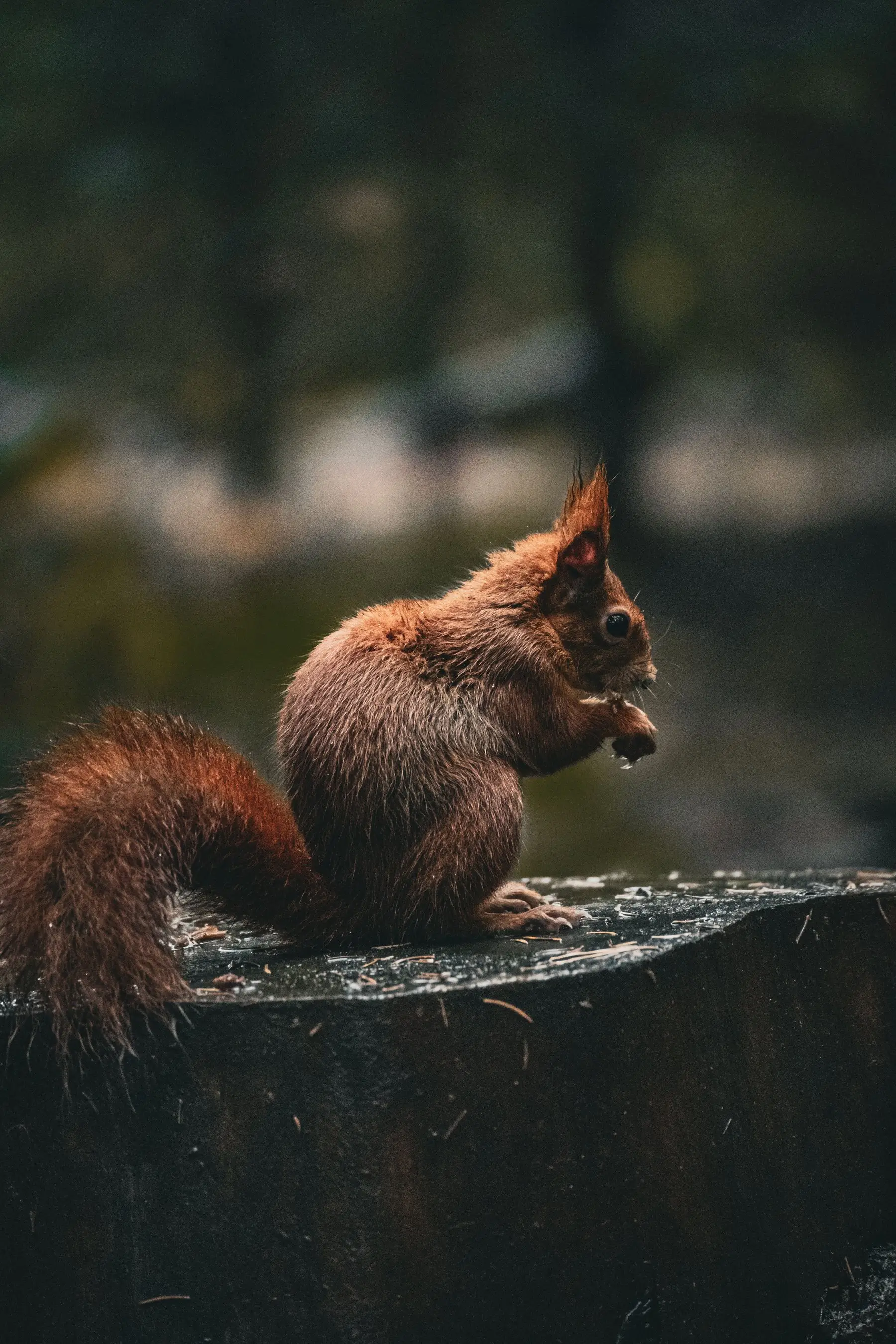 A soaked red squirrel feeding on a wet tree stump in the rain, fur flattened
