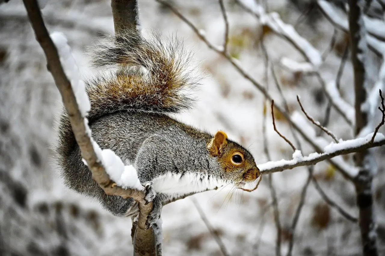 A grey squirrel on a snow-covered branch in winter