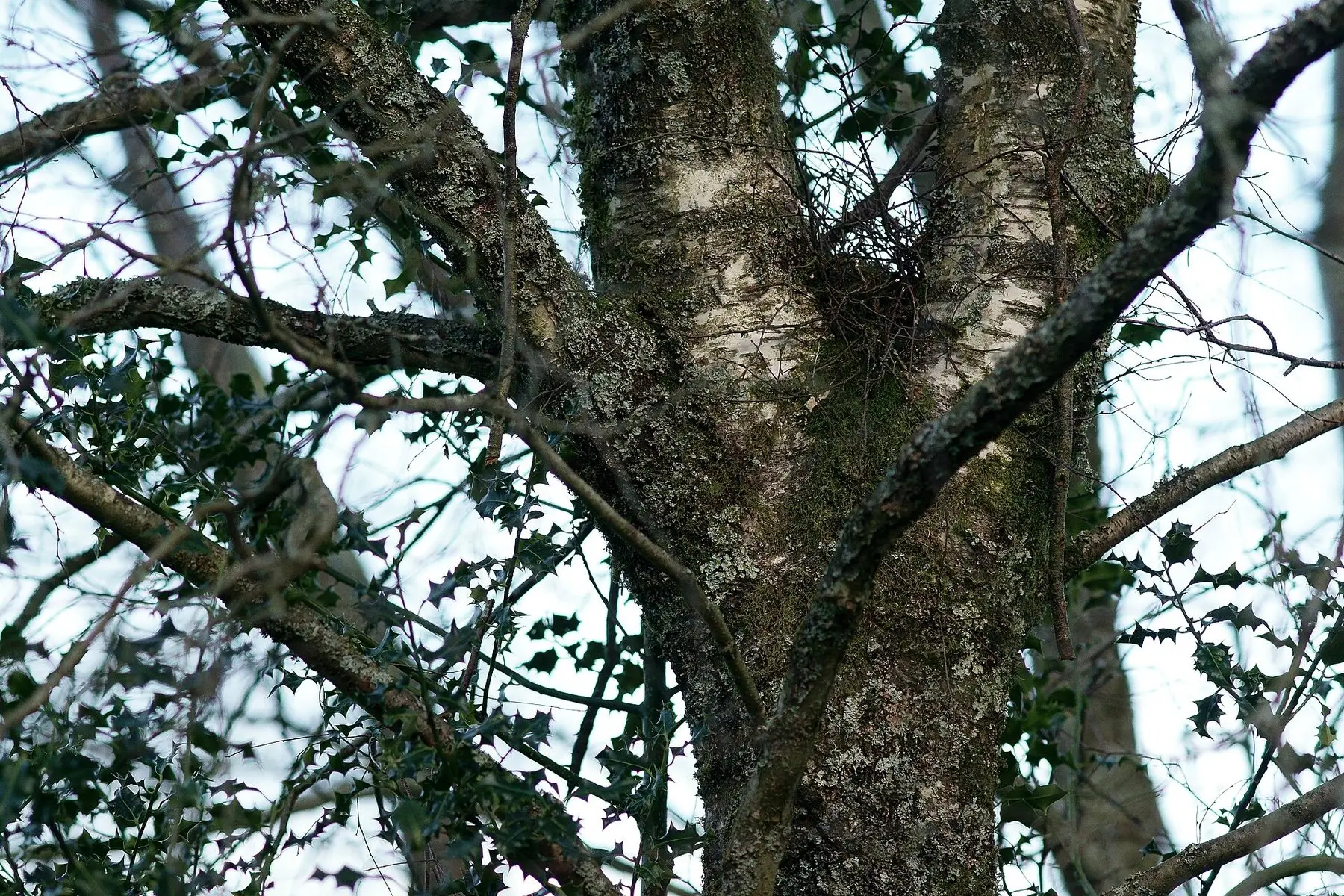 A squirrel's drey nest of leaves and twigs wedged in bare tree branches