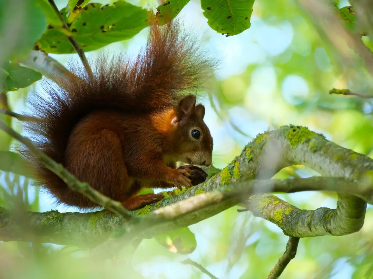 A red squirrel perched on a branch among sunlit green leaves