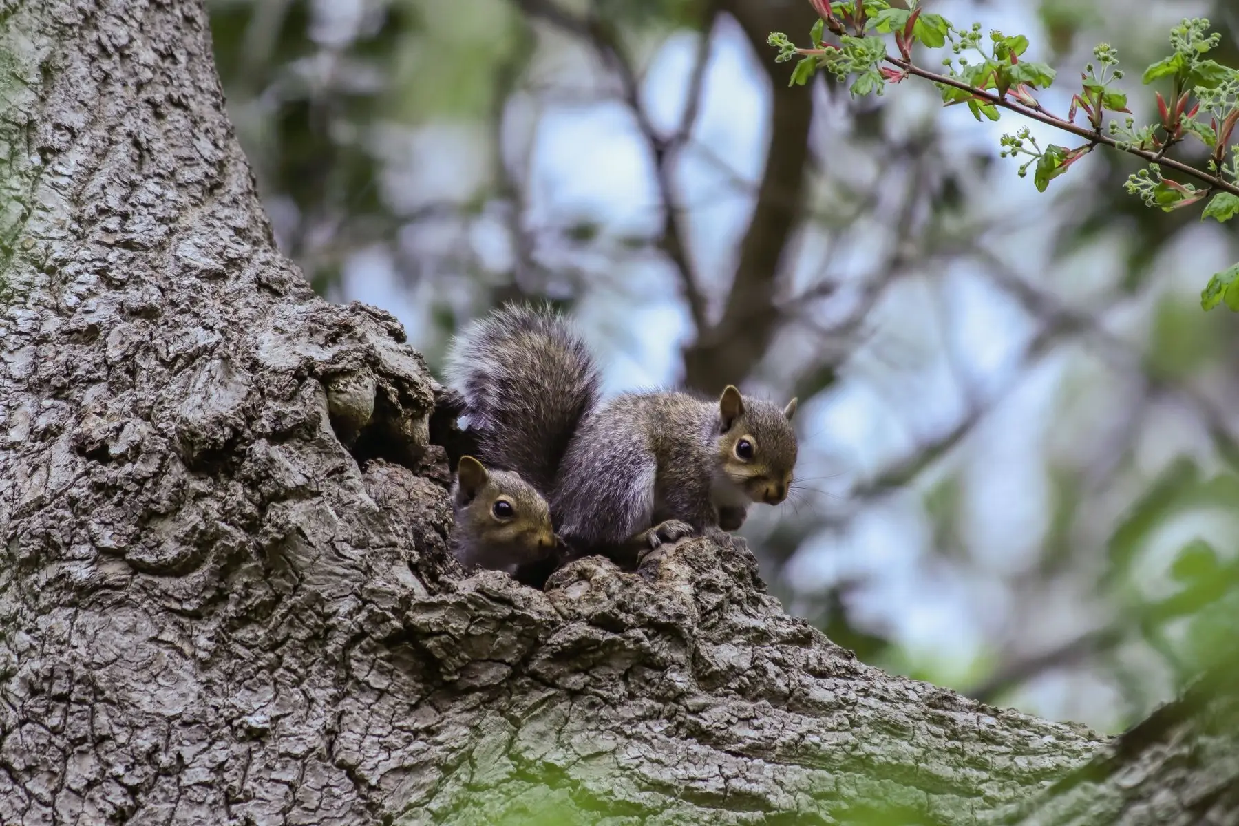 Two grey squirrels at the mouth of a cavity in a tree trunk, one looking out