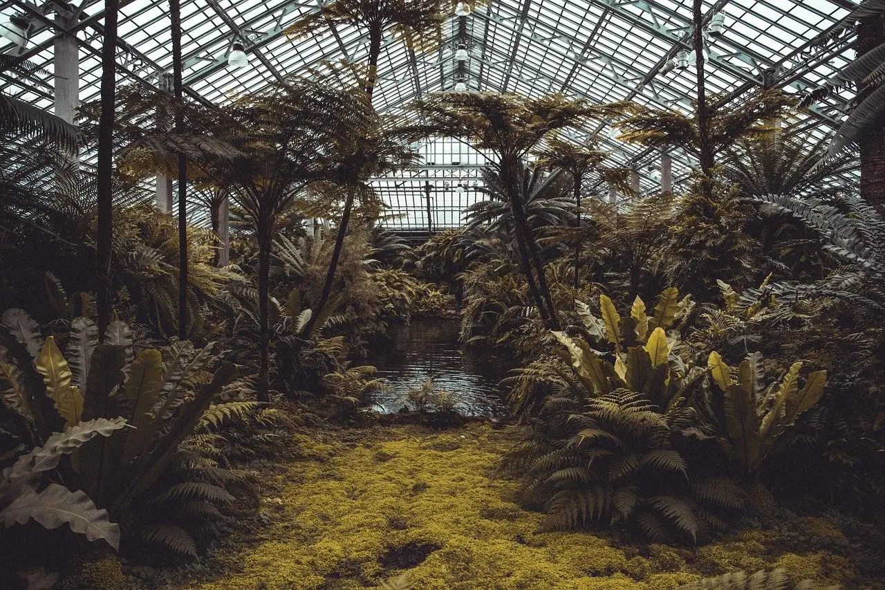 The interior of a large glasshouse filled with tree ferns under an arched roof