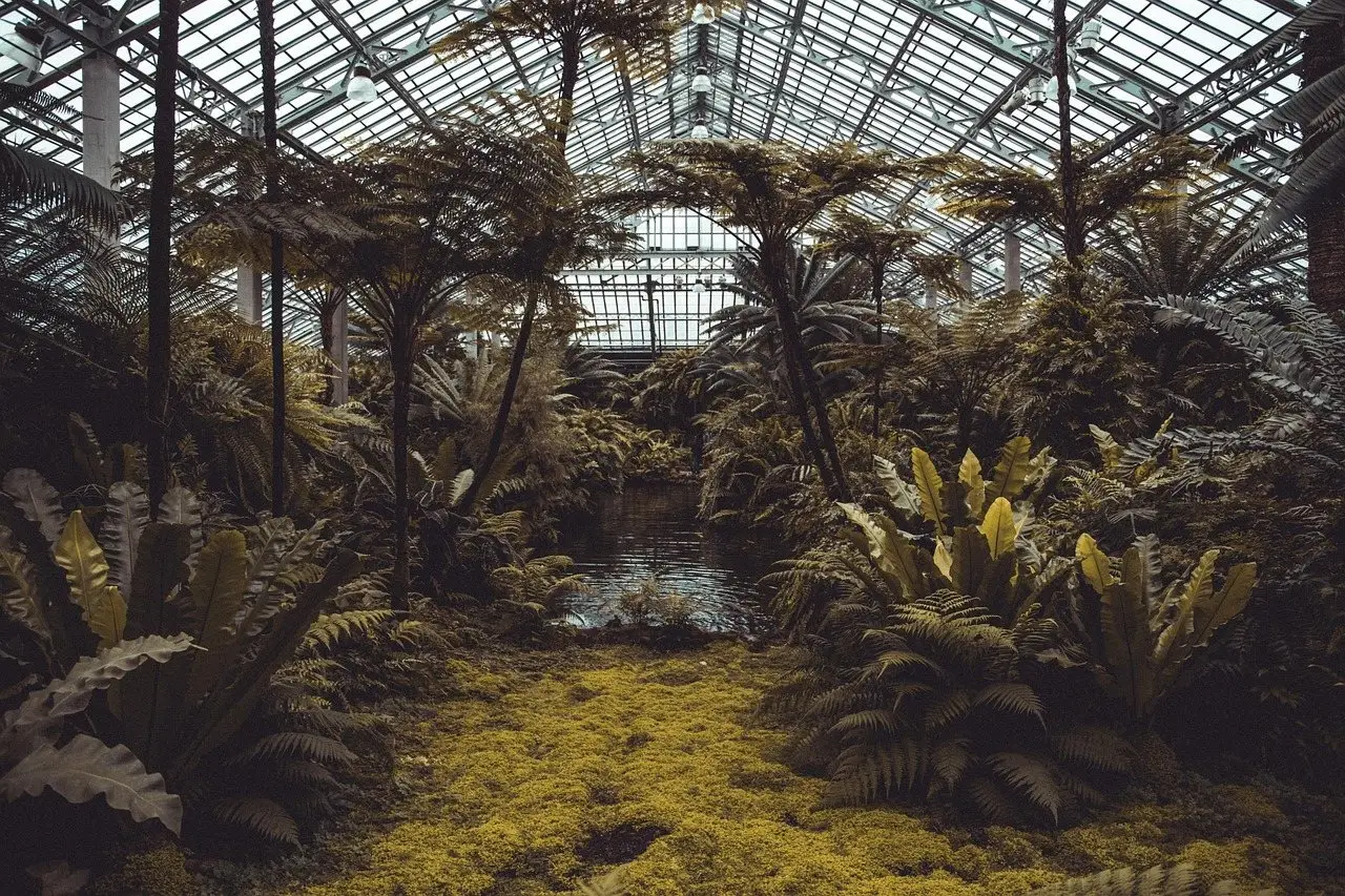 The interior of a large glasshouse filled with tree ferns under an arched roof
