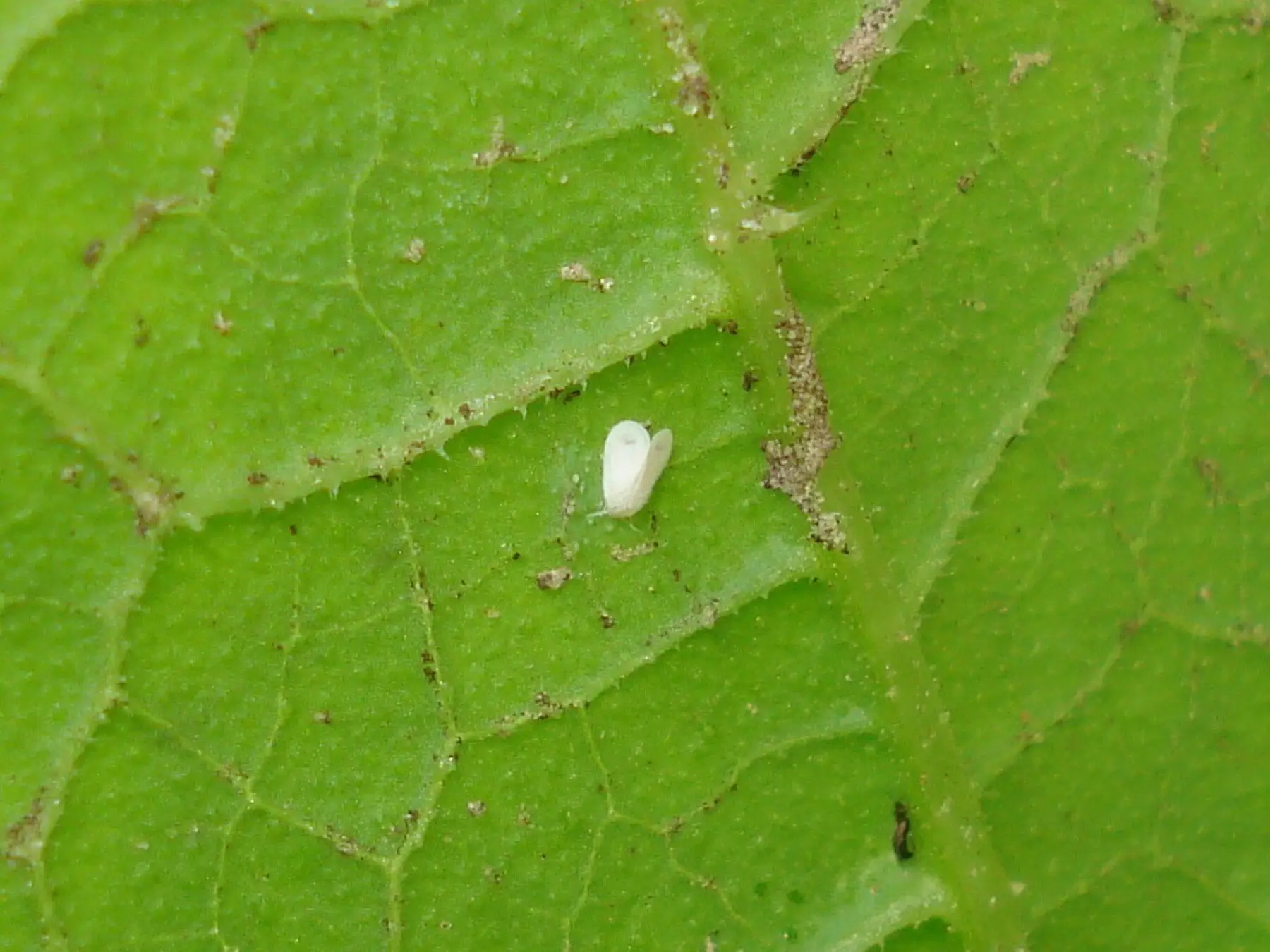 A single white whitefly adult on the underside of a green leaf, with feeding damage visible along the veins