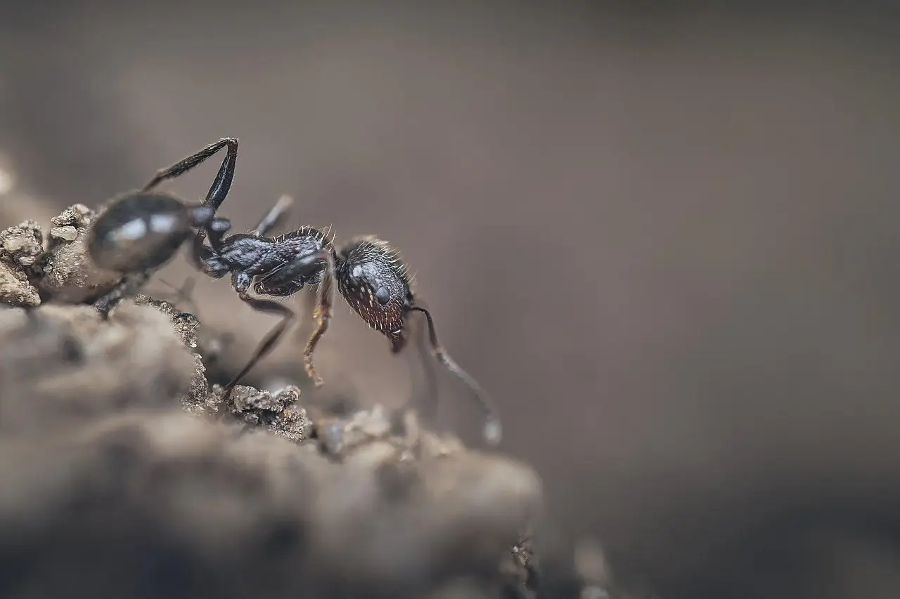 A single dark ant photographed close up as it crosses bare soil