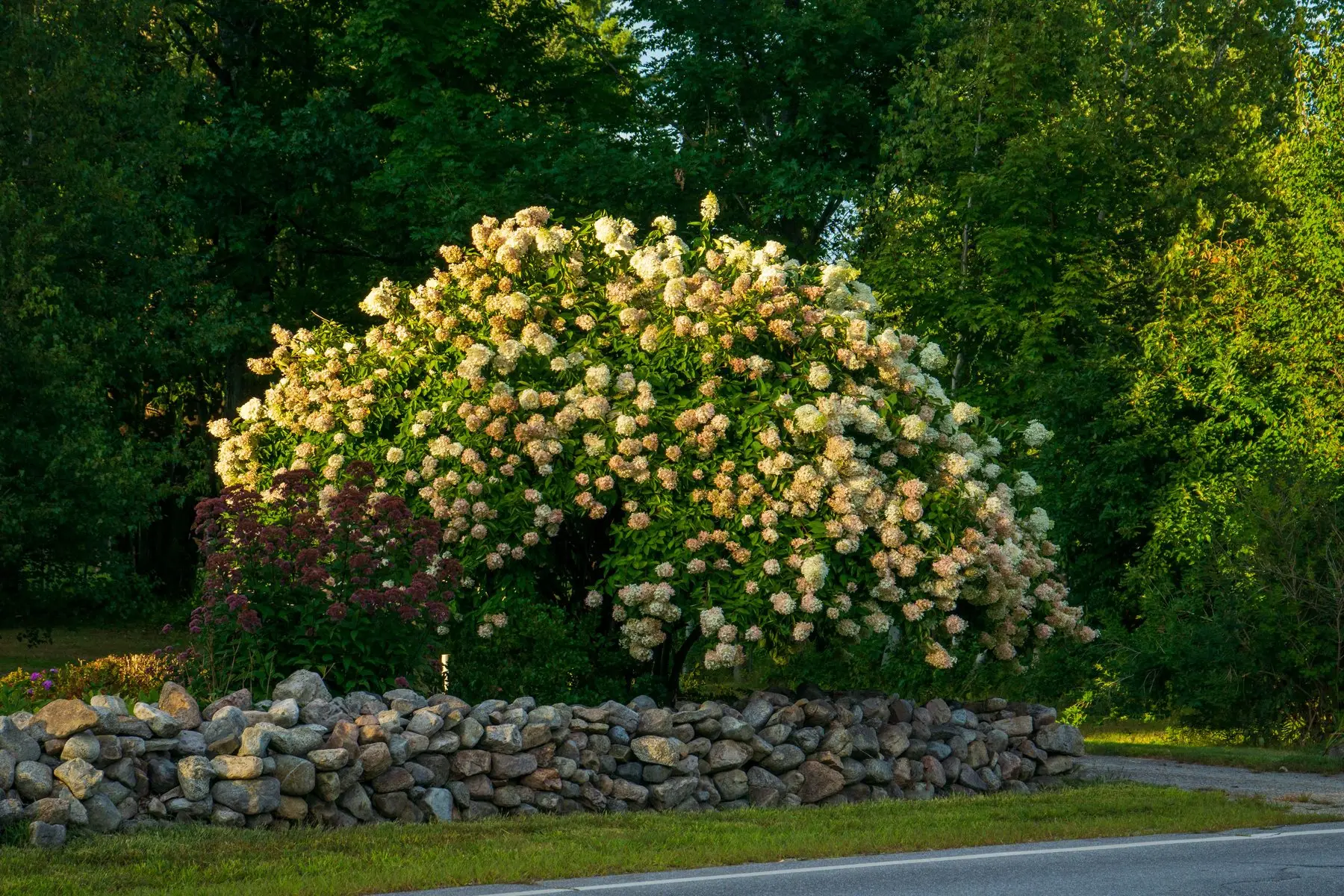 A large healthy panicle hydrangea in full flower beside a dry stone wall, cream and pink blooms weighing the branches down