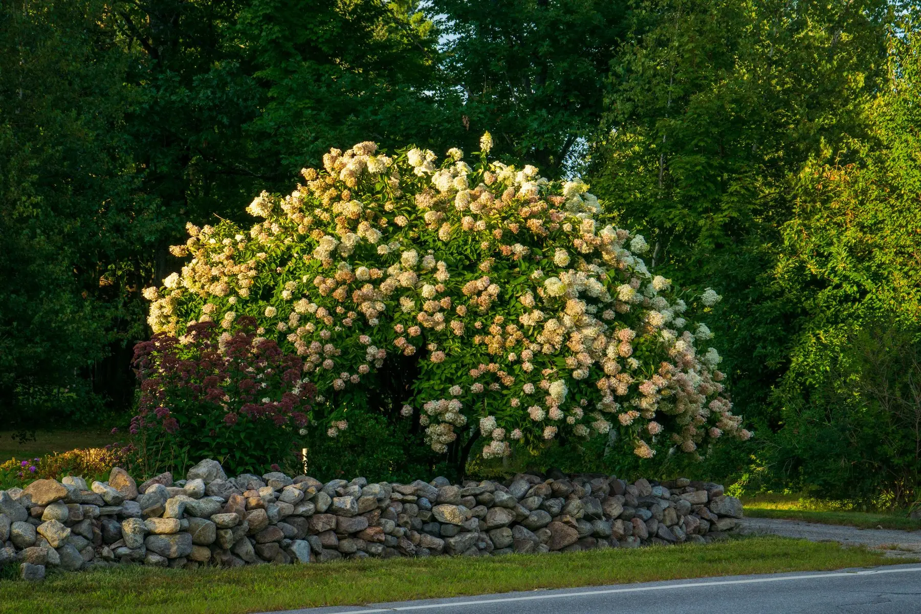 A large healthy panicle hydrangea in full flower beside a dry stone wall, cream and pink blooms weighing the branches down
