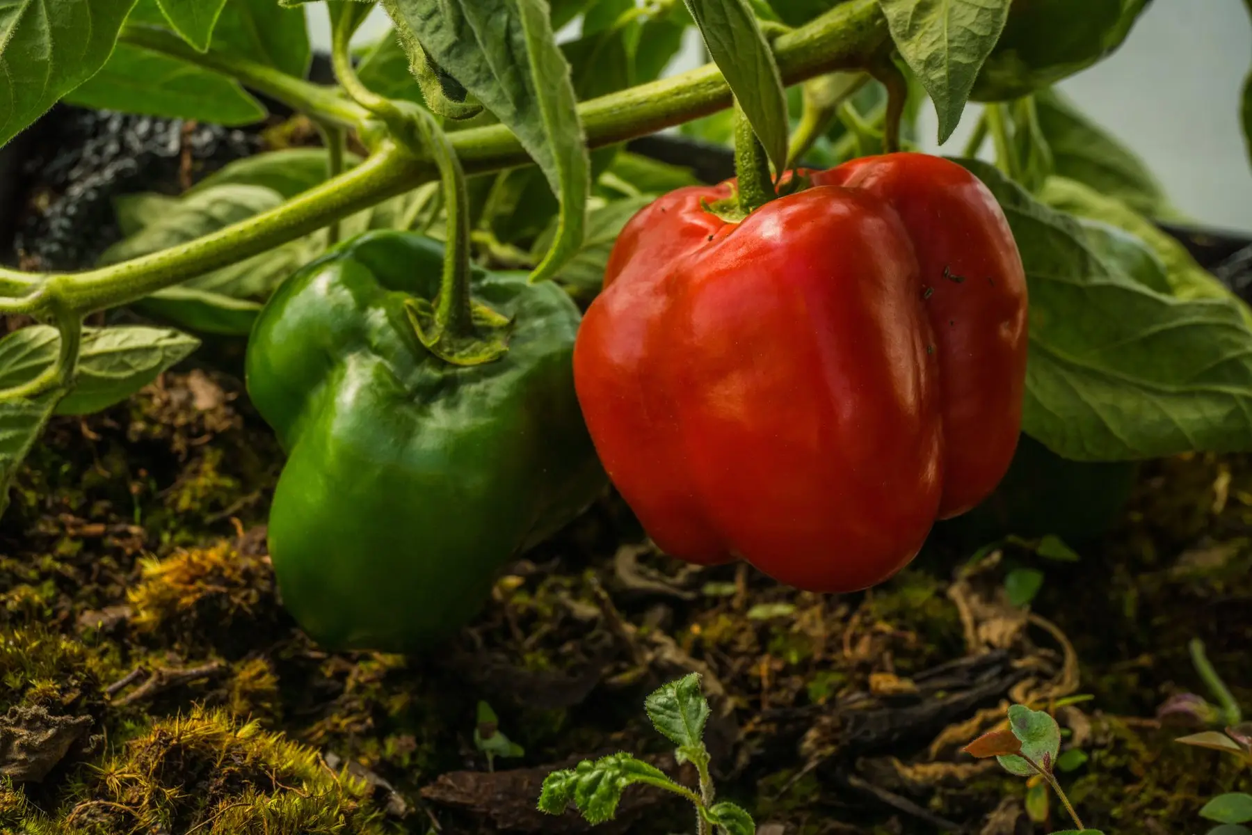 A ripe red and an unripe green bell pepper hanging on the plant, both well filled out