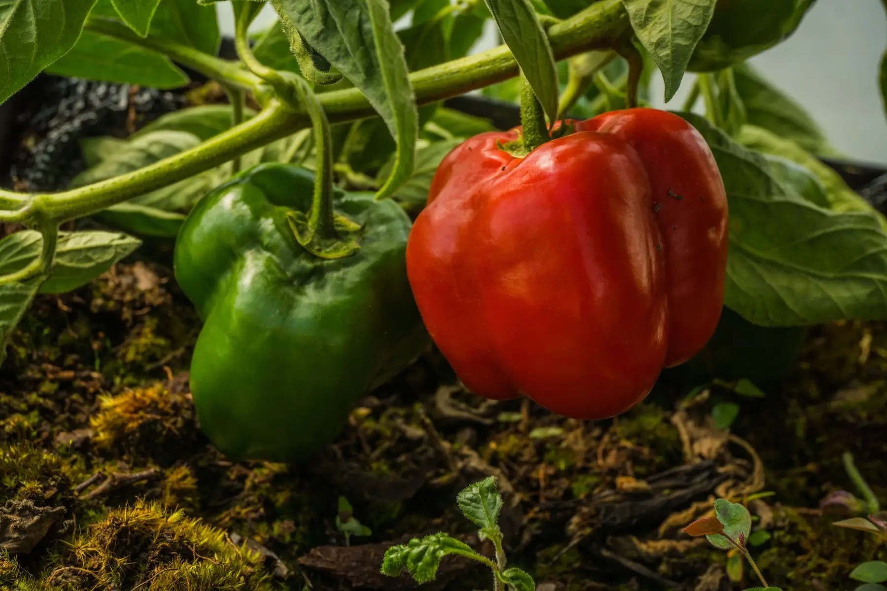 A ripe red and an unripe green bell pepper hanging on the plant, both well filled out