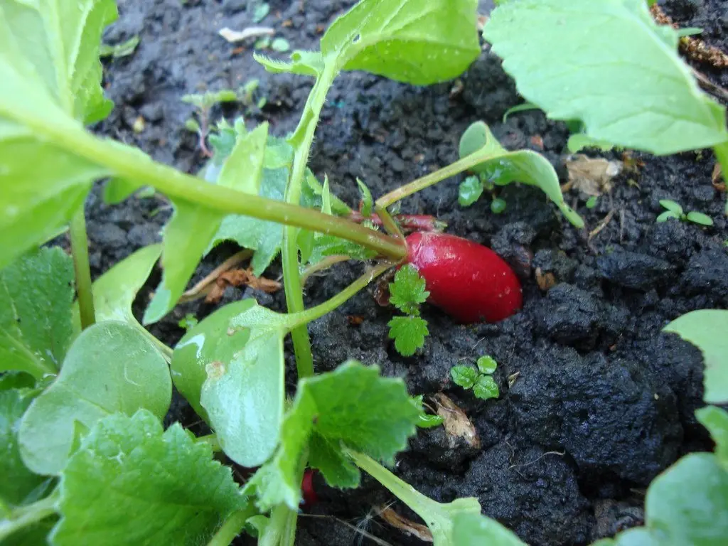 A red radish with most of its body sitting above the soil surface among its own leaves in a bed