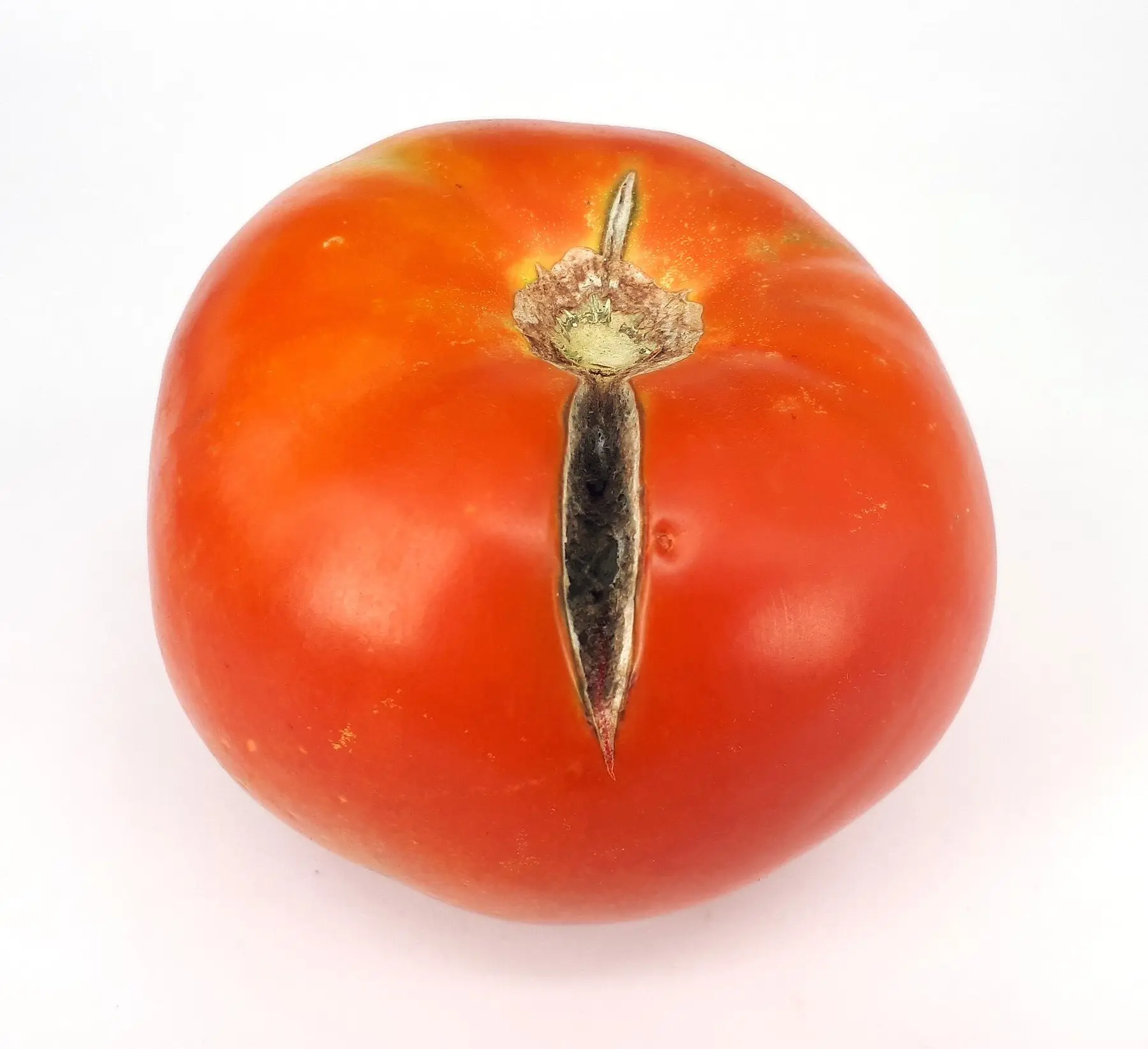 A ripe tomato with a deep radial split running down from the stem