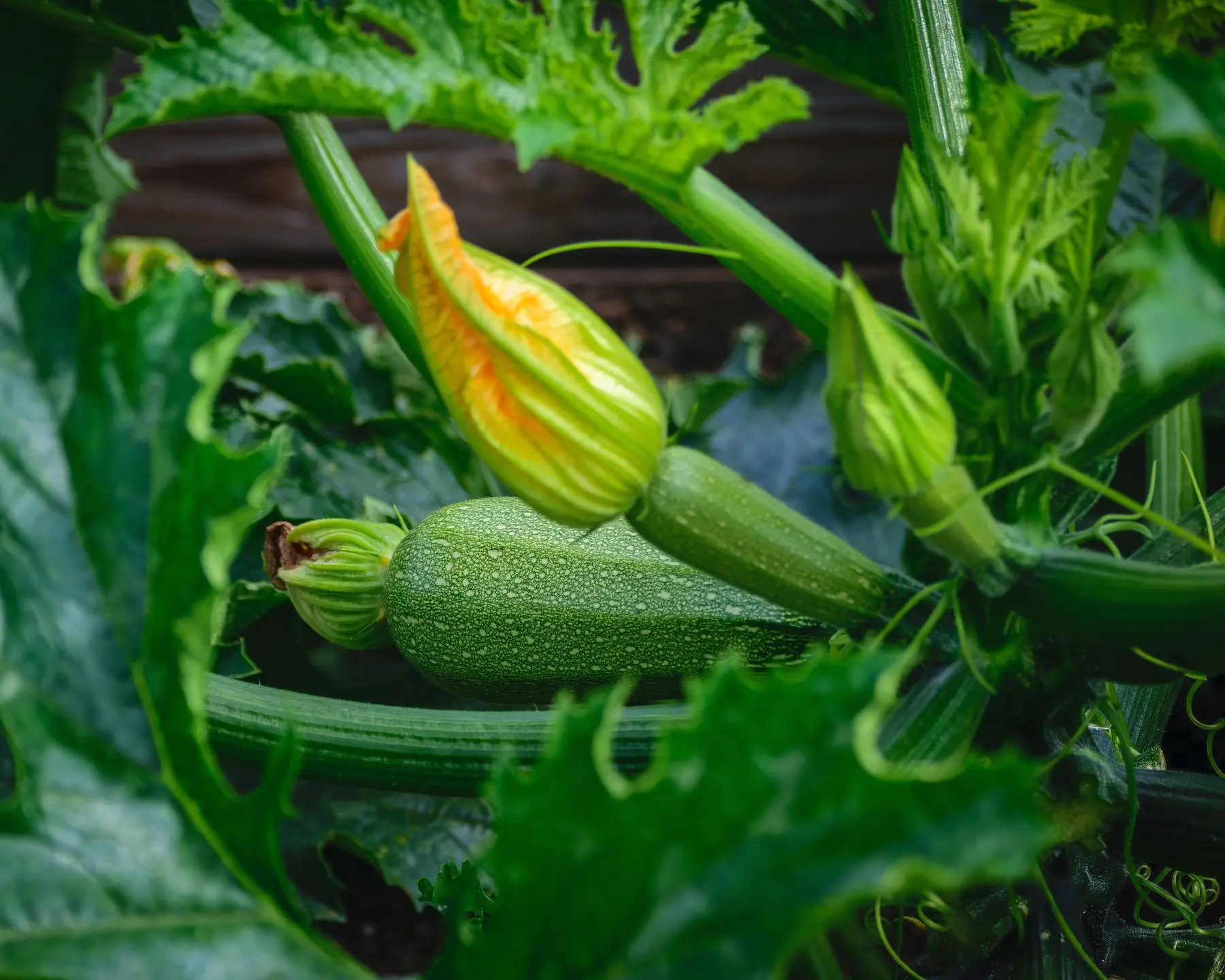 A young zucchini and open flower on the plant, surrounding leaves showing pale silvery markings along the veins
