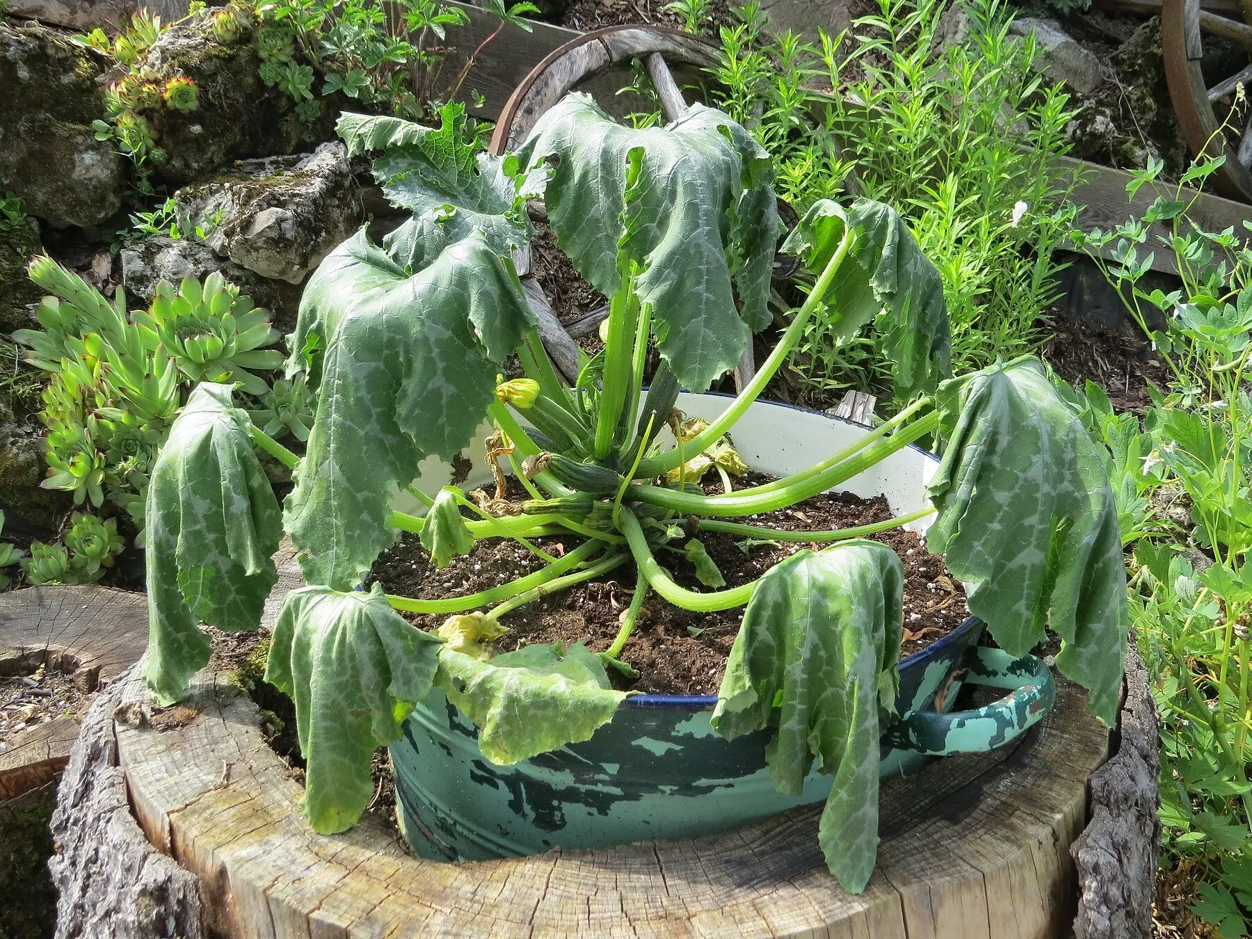 A zucchini plant in a shallow metal container with limp drooping leaves and yellowing flower stubs at the crown
