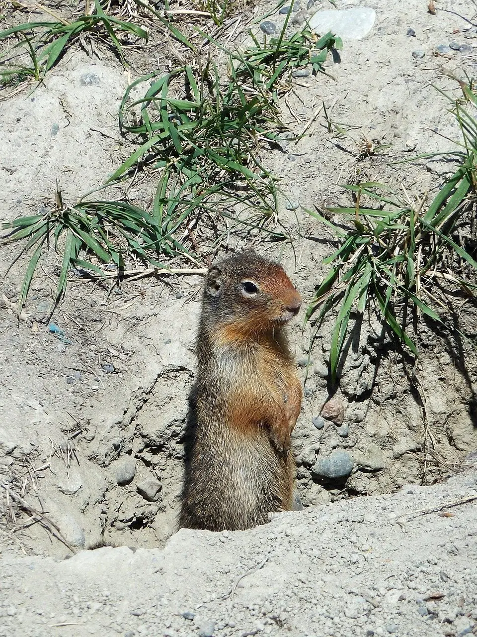 A ground squirrel sitting upright and alert at the mouth of its burrow