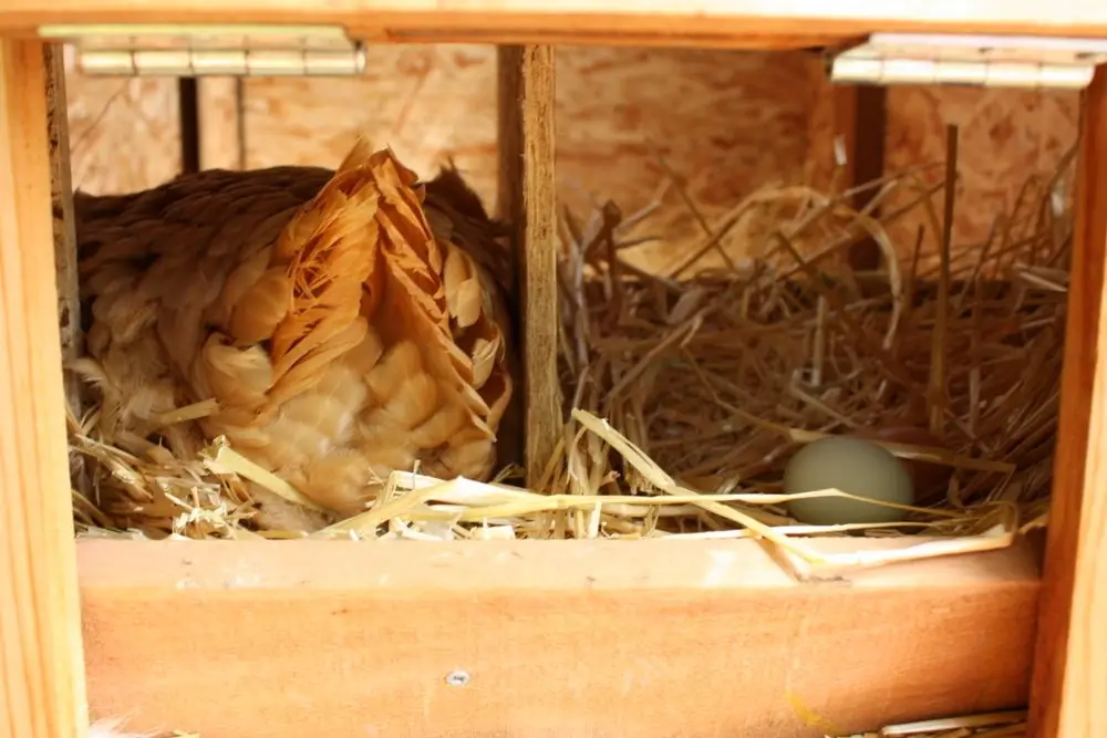 A hen sitting in a straw-lined wooden nest box