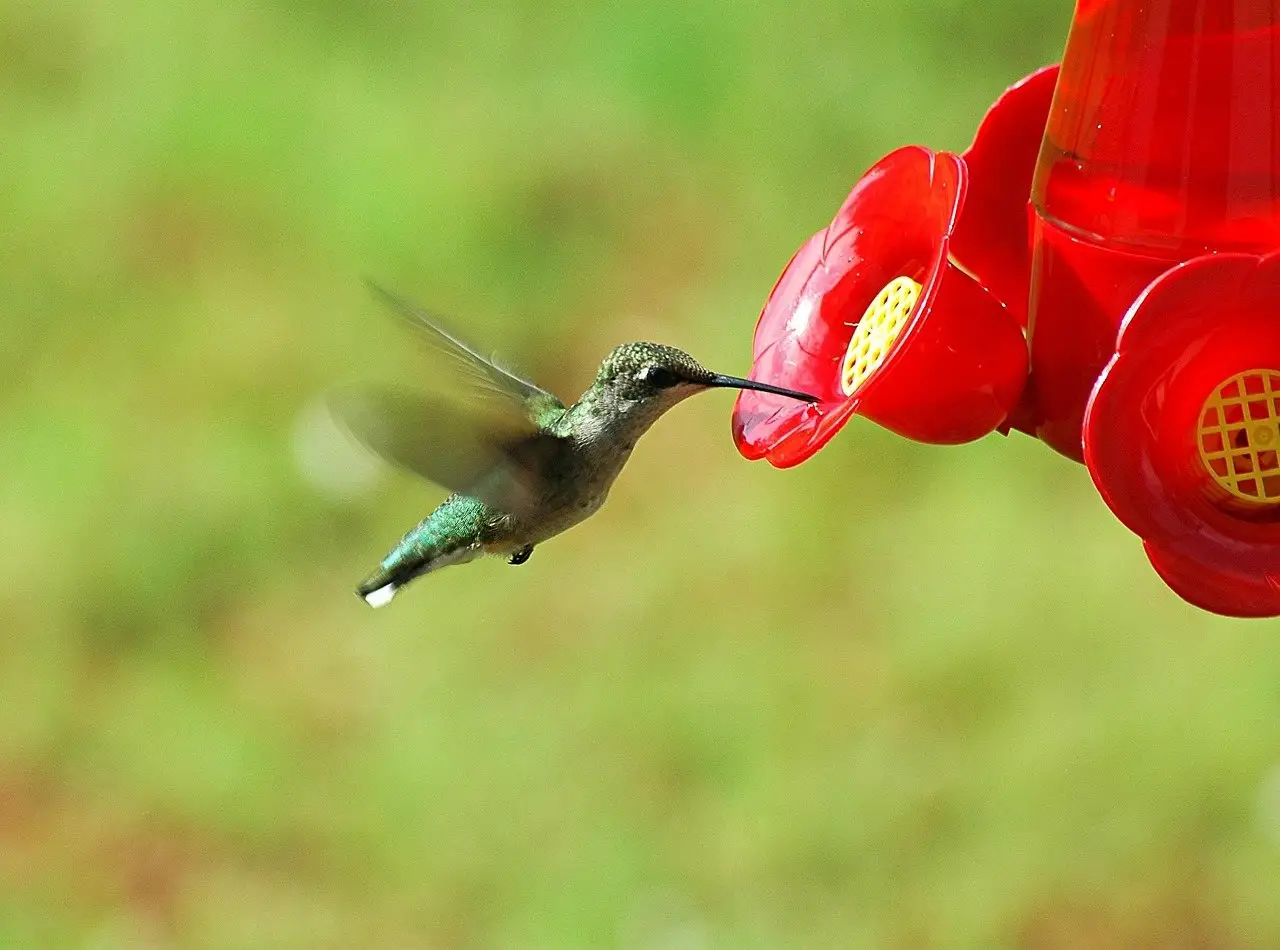 A ruby-throated hummingbird hovering at the red plastic port of a nectar feeder