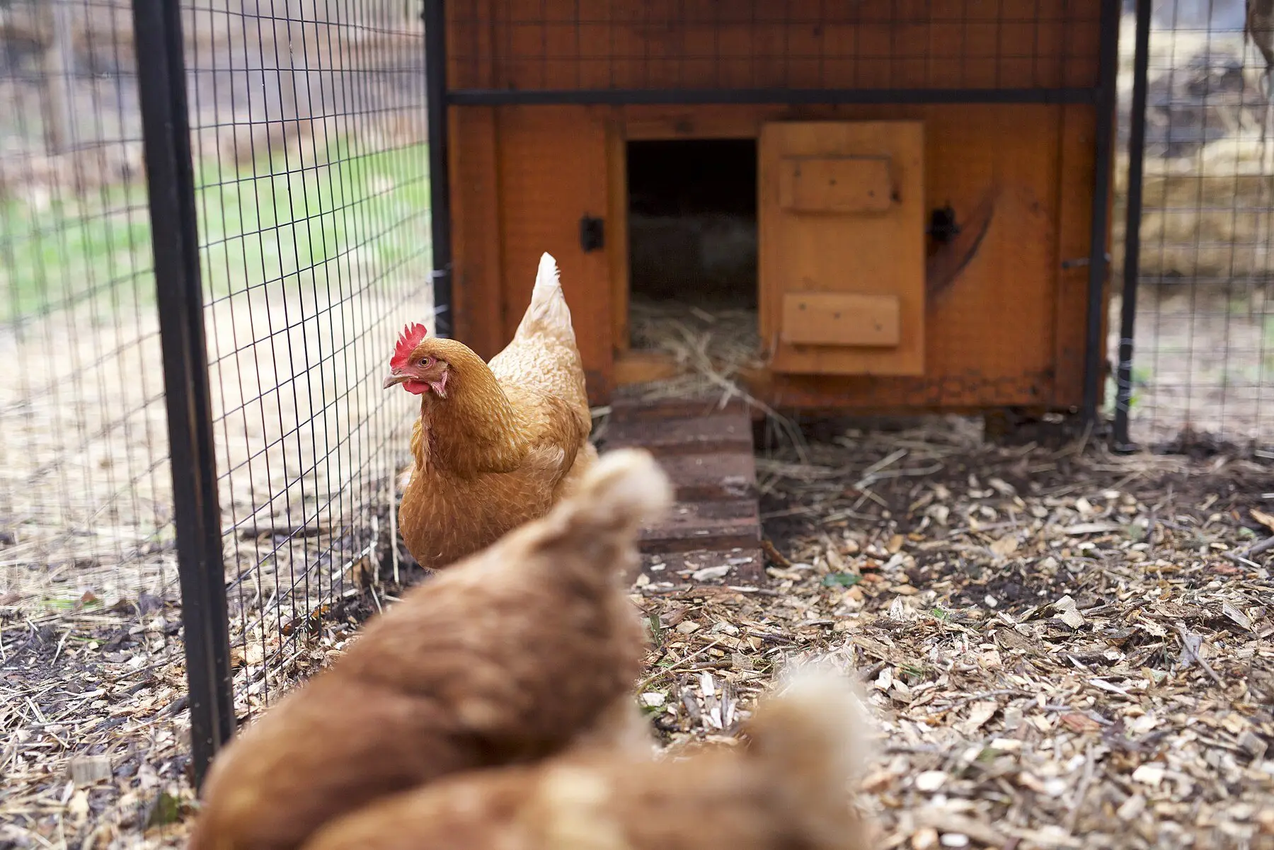 A hen beside a coop's open pop door, its hinged hatch swung back above a ramp