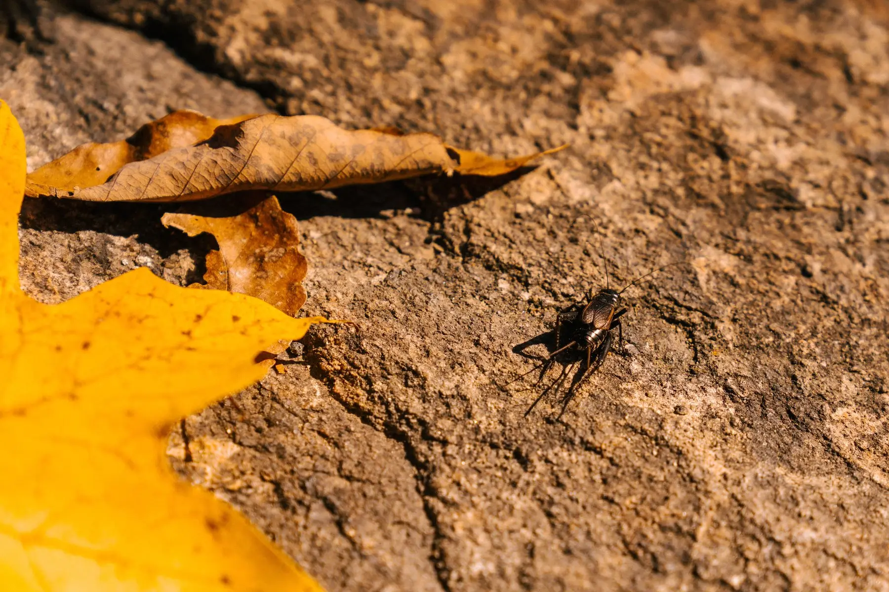 A black field cricket on sunlit stone beside fallen autumn leaves, forewings and long antennae visible
