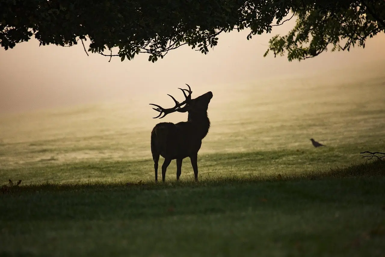 A deer silhouetted against mist at dawn beneath a spreading tree