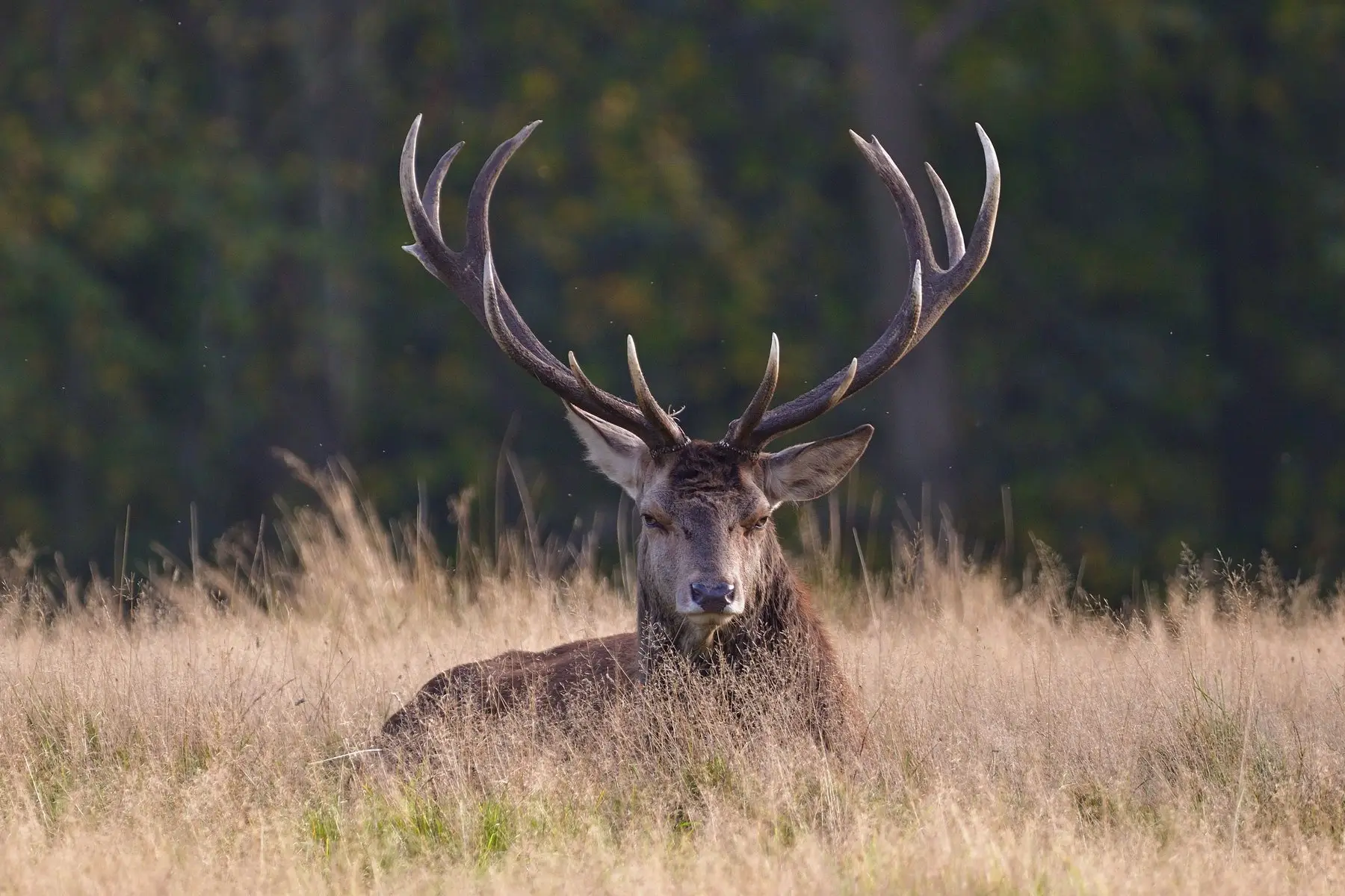 A red deer stag bedded down in long grass, head up and alert, at the edge of woodland