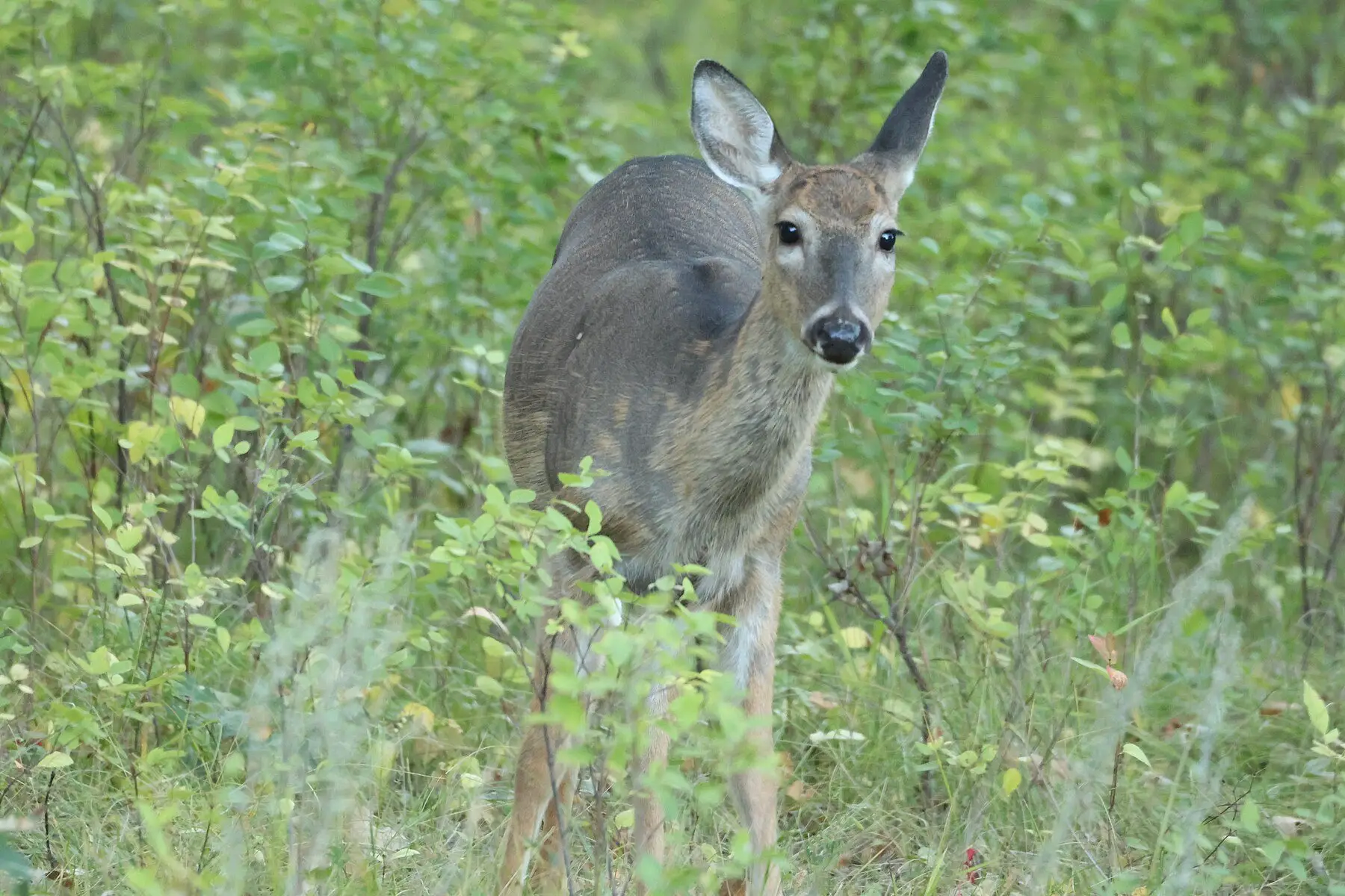 A white-tailed doe staring directly at the camera with both ears forward