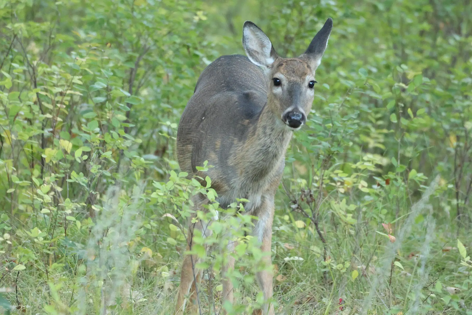 A white-tailed doe staring directly at the camera with both ears forward